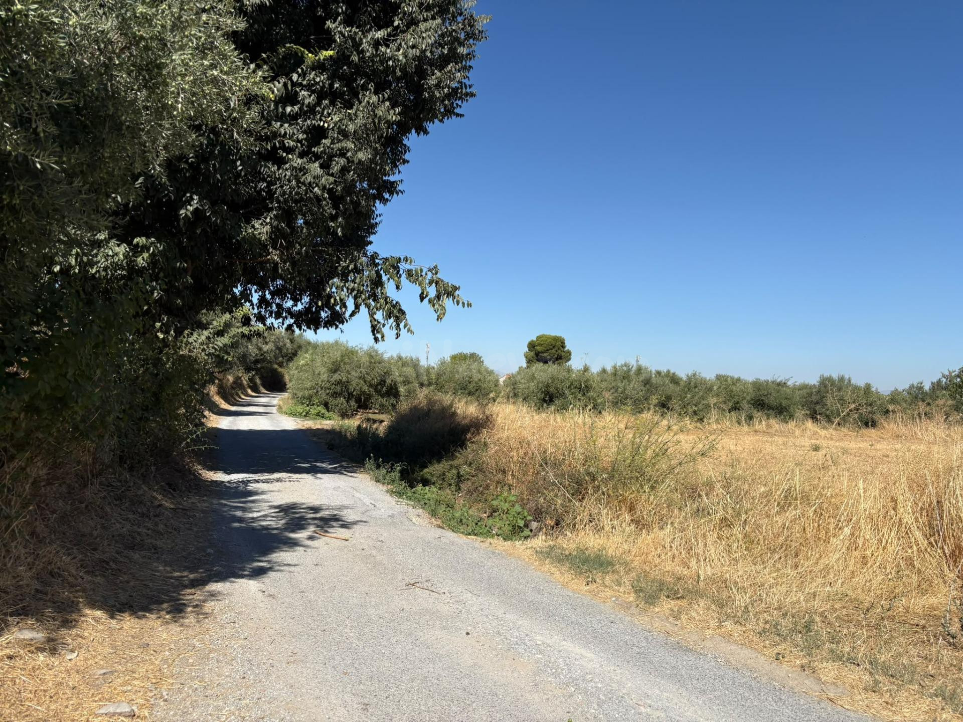 FINCA RUSTICA DE OLIVOS EN OTURA, JUNTO CASCO URBANO - foto 5