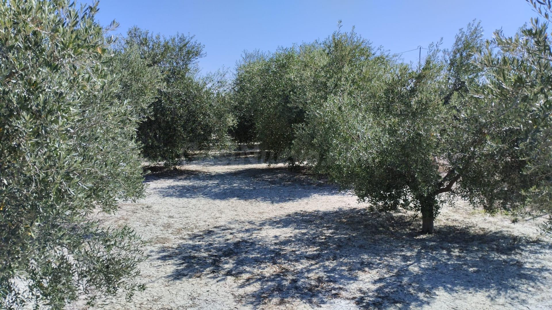Terreno Rústico - El Panderón, Molina de Segura - foto 2