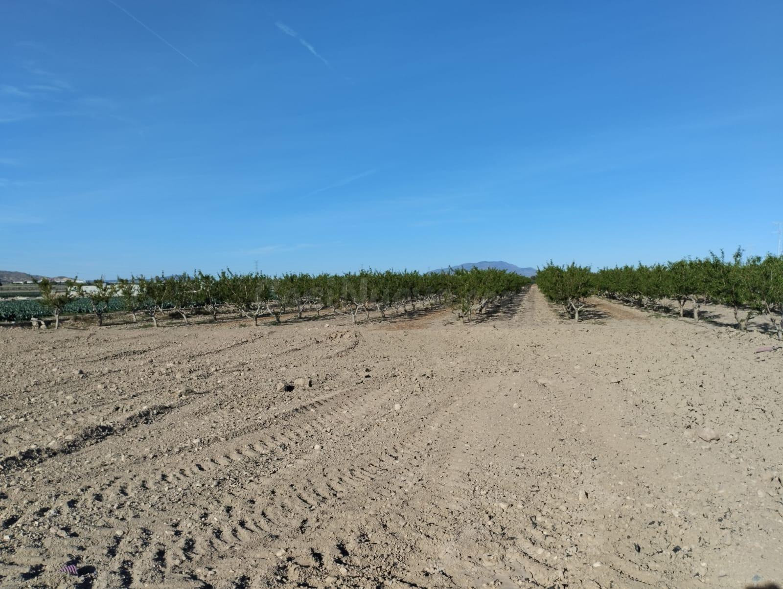 Terreno agrario en Lebor -Totana-