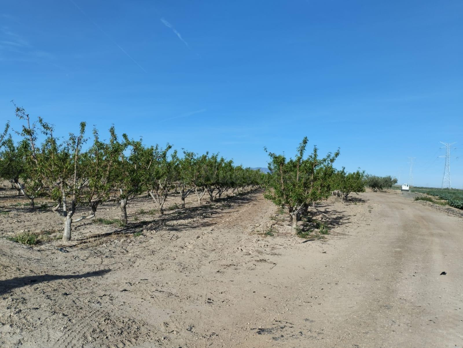 Terreno agrario en Lebor -Totana- - foto 3
