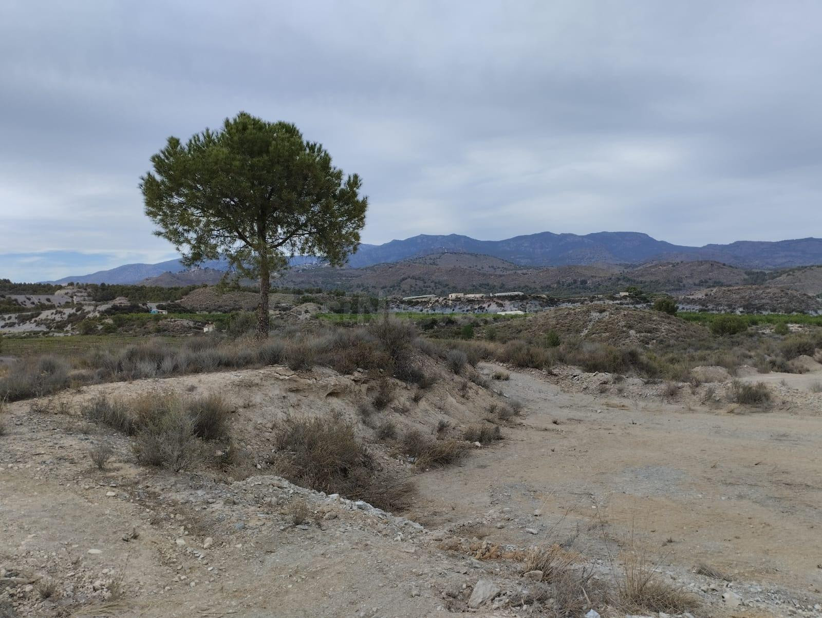 Terreno-Rural- Totana