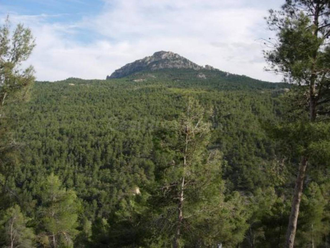 Finca Rustica con Casas y Almendros en Producción en Moratalla