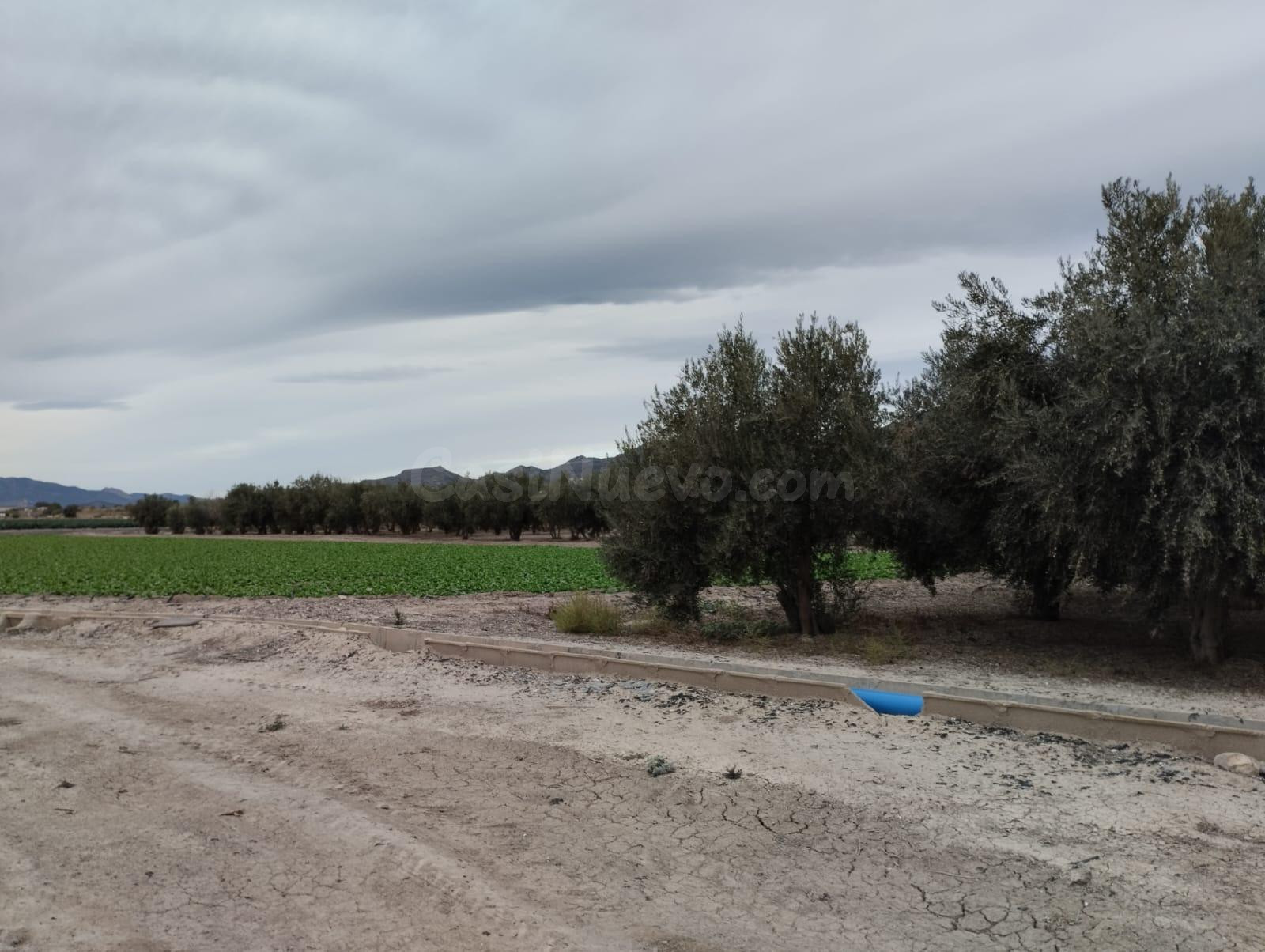 Terreno de Regadío - La Hoya, Lorca