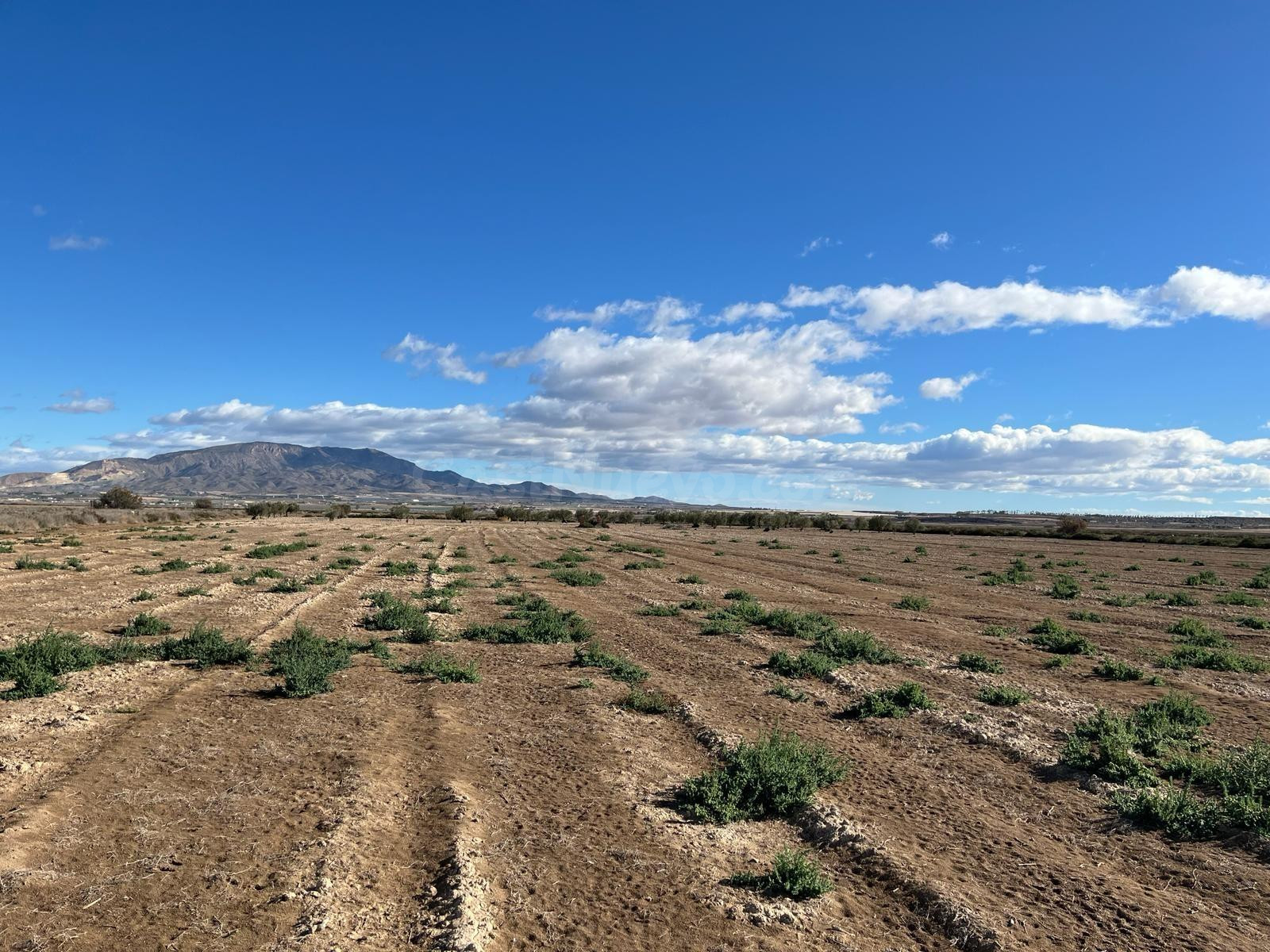 Terreno Rústico - Paraje de la Alcanara, Alhama