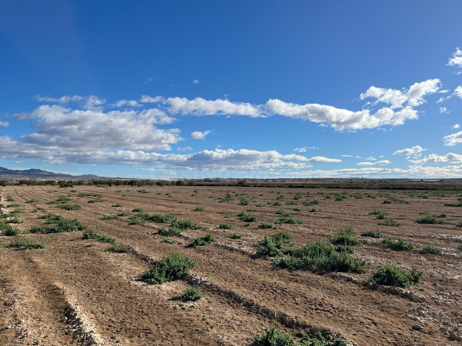 Terreno Rústico - Paraje de la Alcanara, Alhama - foto 3