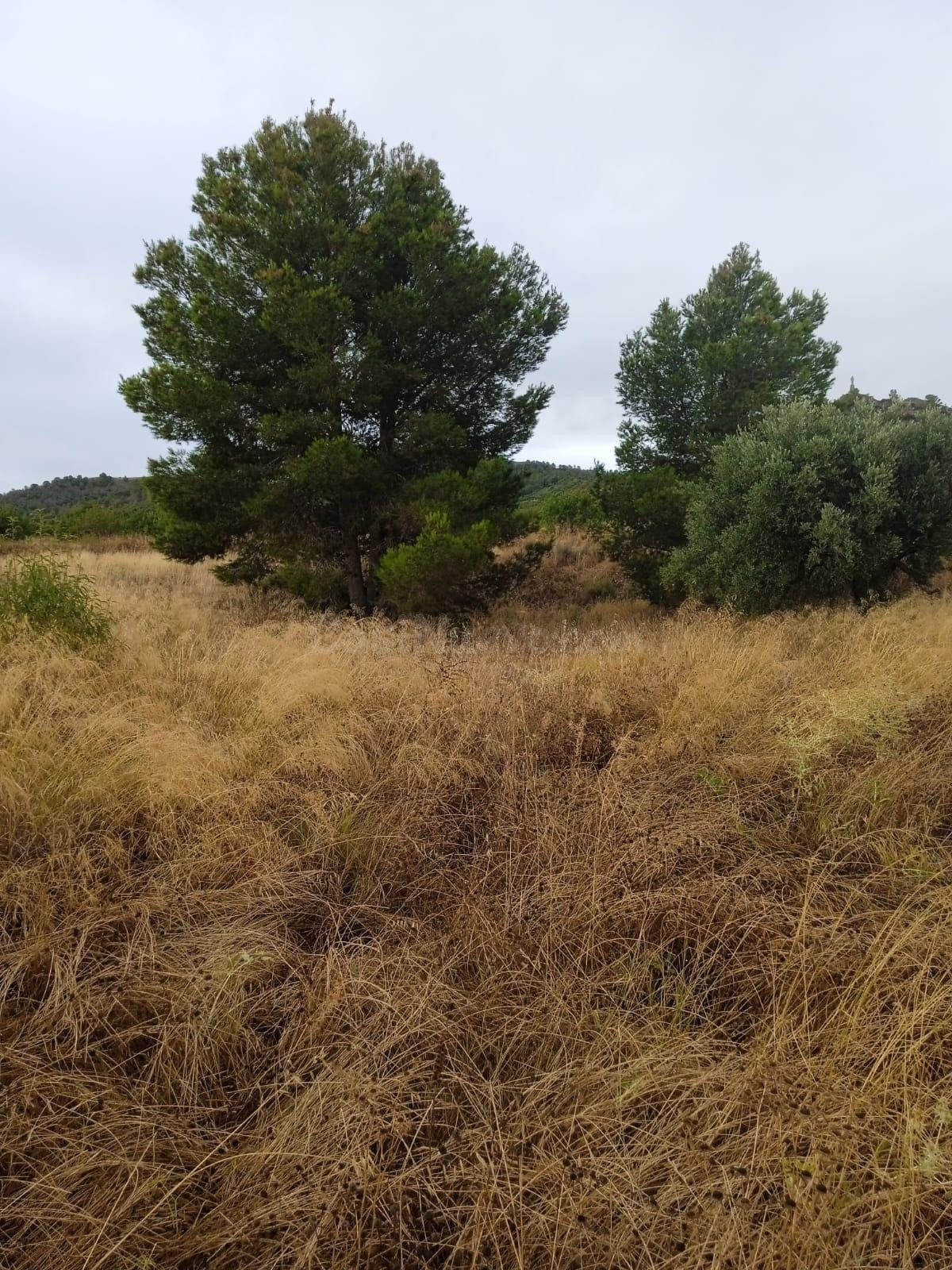 Parcela en Venta en Los Jarales, Lorca - foto 4