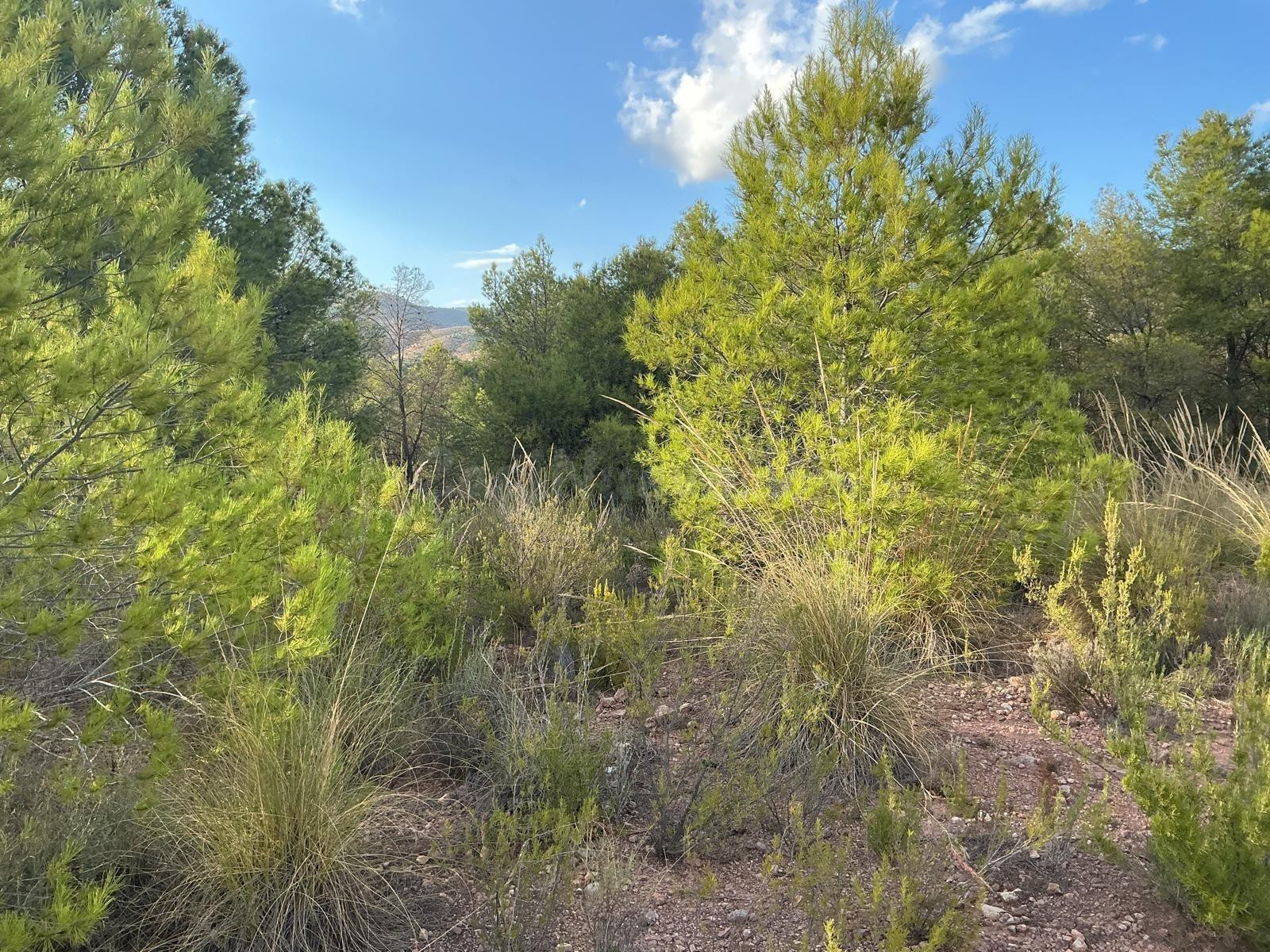 Parcela en Venta en Aledo