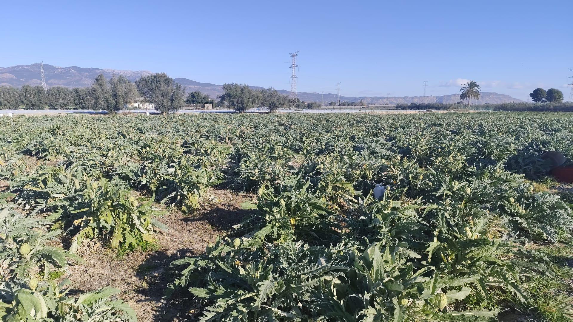 PARCELA DE 9.300m2 EN VENTA EN TOTANA