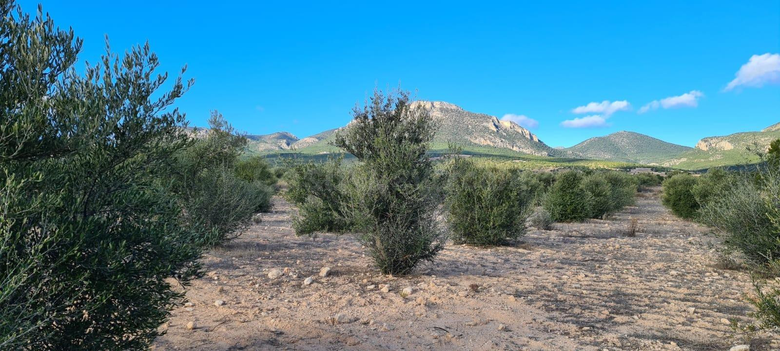 FINCA RÚSTICA CON OLIVOS EN PRODUCCIÓN – PARAJE DEL GIGANTE, LORCA