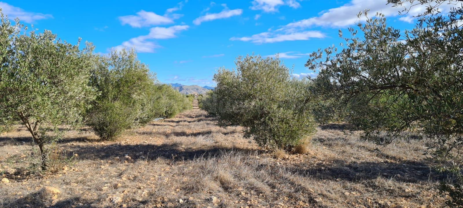 FINCA RÚSTICA CON OLIVOS EN PRODUCCIÓN – PARAJE DEL GIGANTE, - foto 2