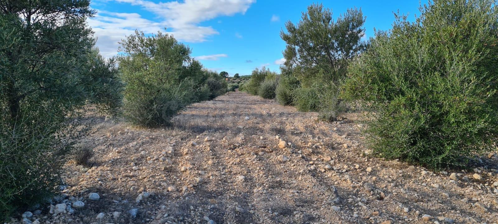 FINCA RÚSTICA CON OLIVOS EN PRODUCCIÓN – PARAJE DEL GIGANTE, - foto 3