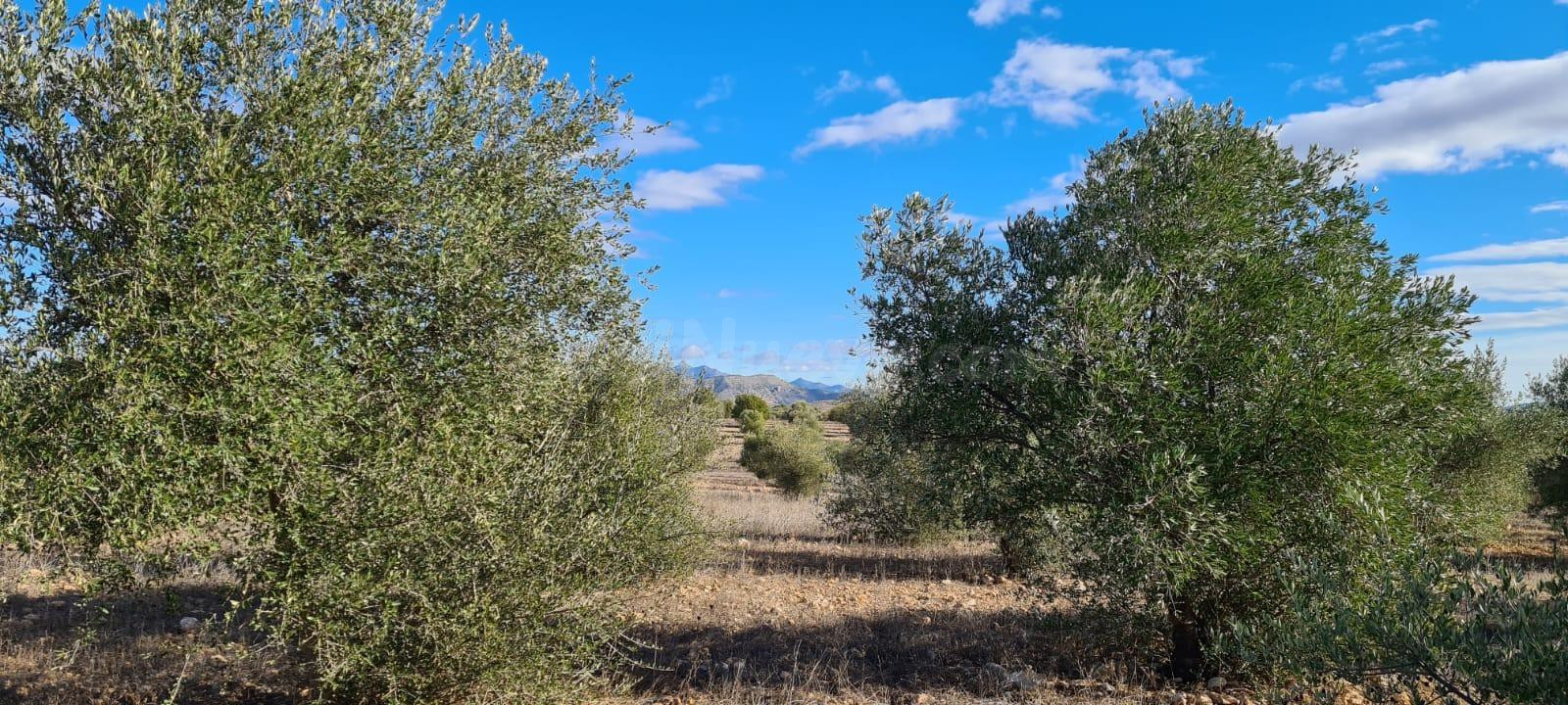 FINCA RÚSTICA CON OLIVOS EN PRODUCCIÓN – PARAJE DEL GIGANTE, - foto 4