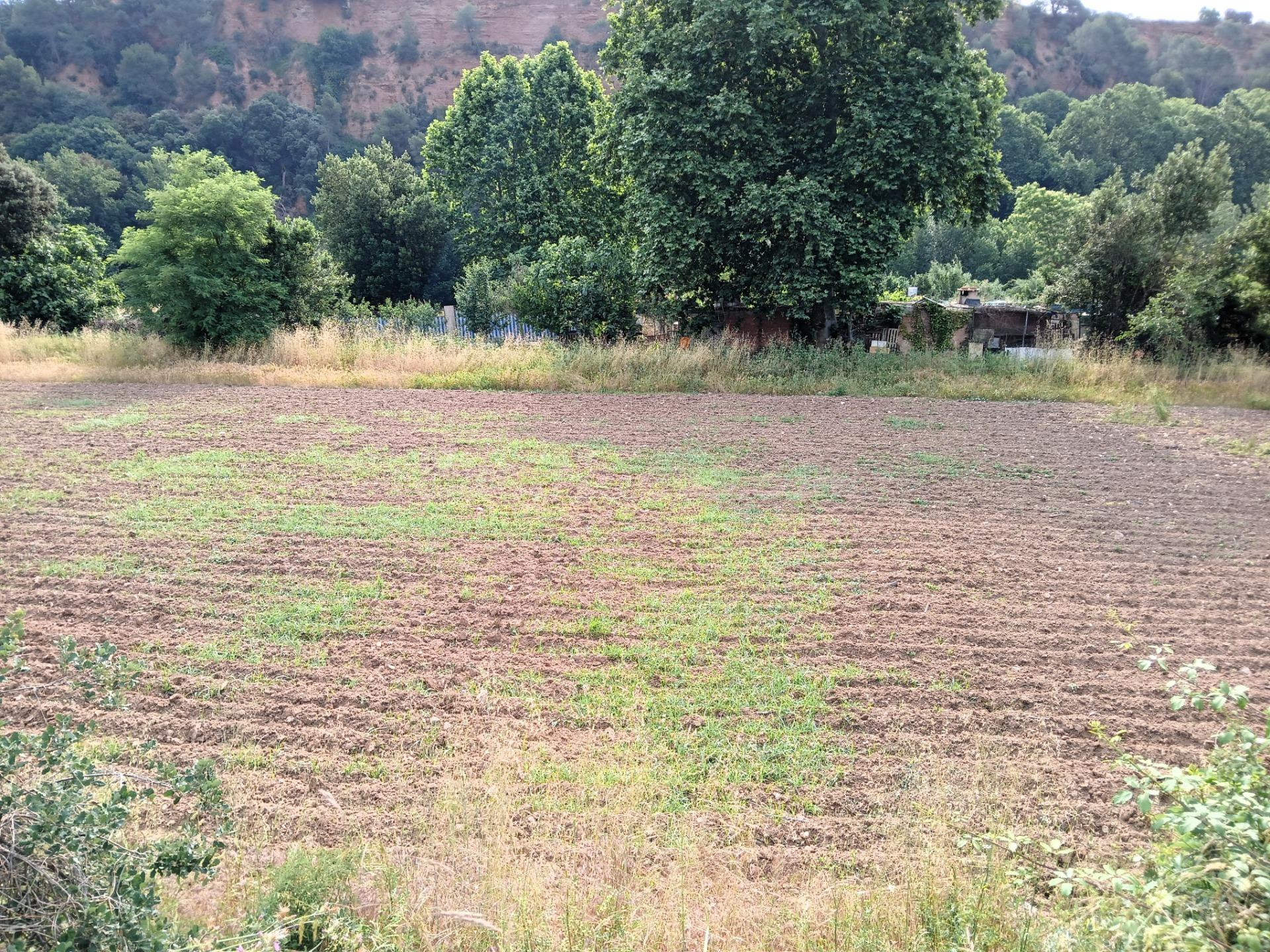 FINCA RÚSTICA AGRARIA - foto 4