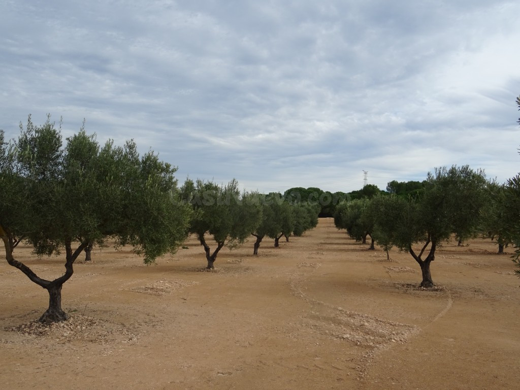 Suelo rústico en Venta en Biar Alicante