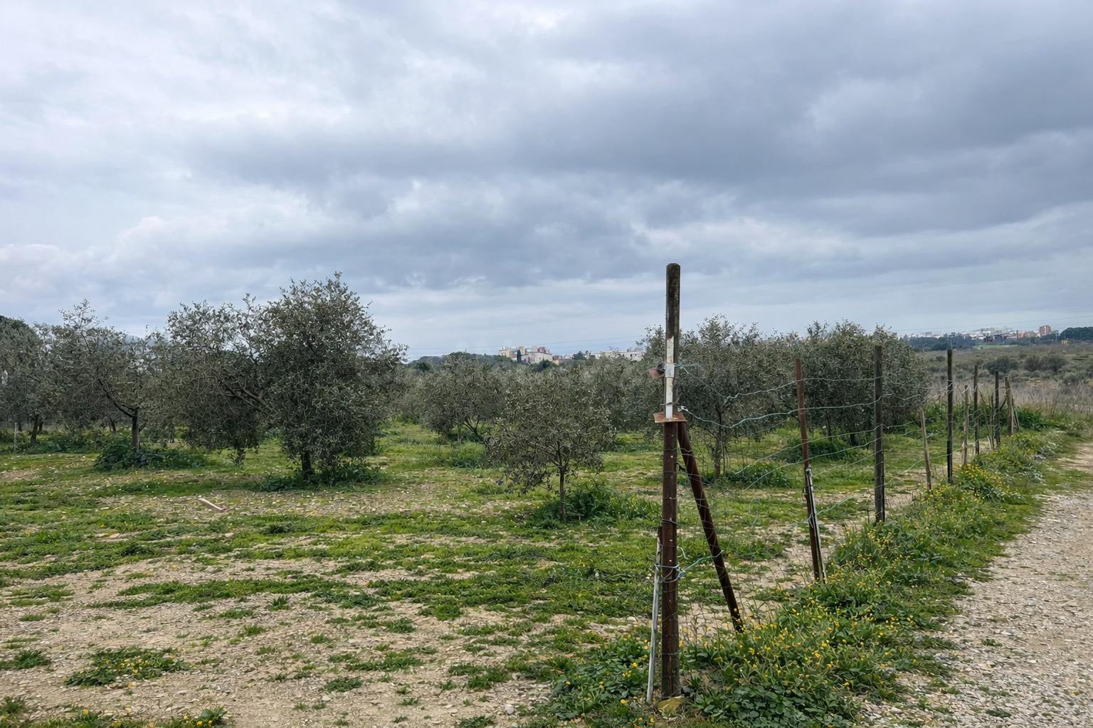 Terreno vallado de 702 m2 con 30 olivos de calidad y múltipl