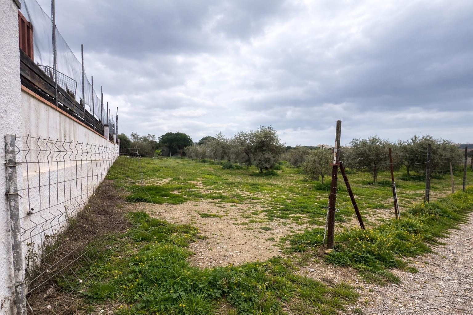 Terreno vallado de 702 m2 con 30 olivos de calidad y múltipl - foto 2