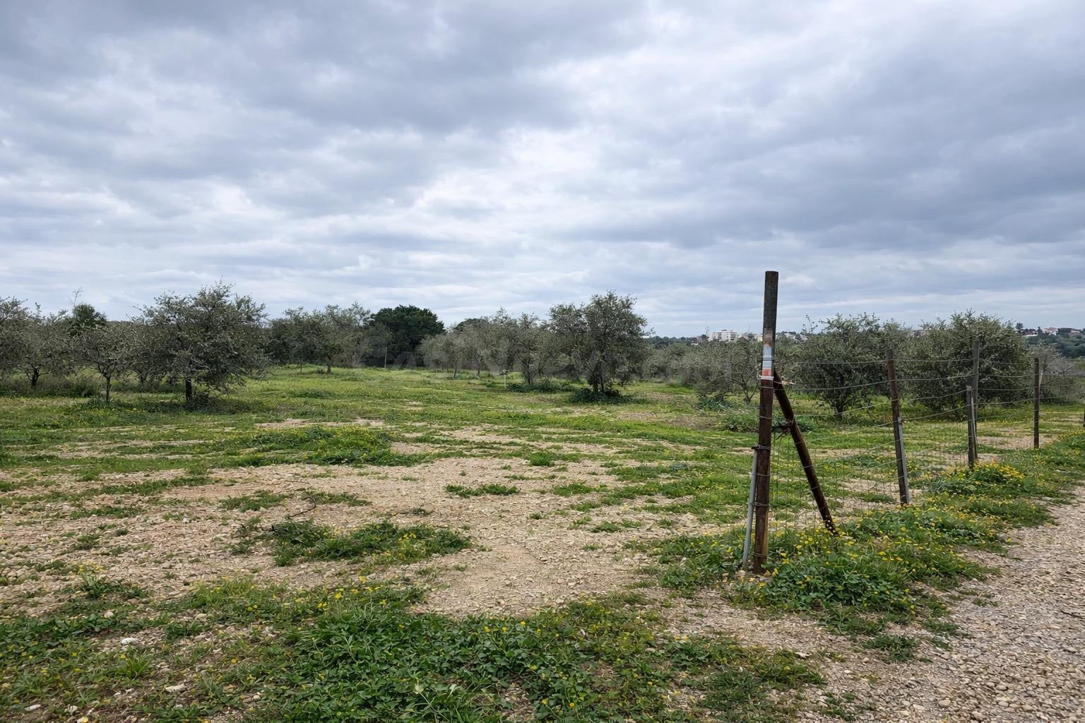 Terreno vallado de 702 m2 con 30 olivos de calidad y múltipl - foto 4