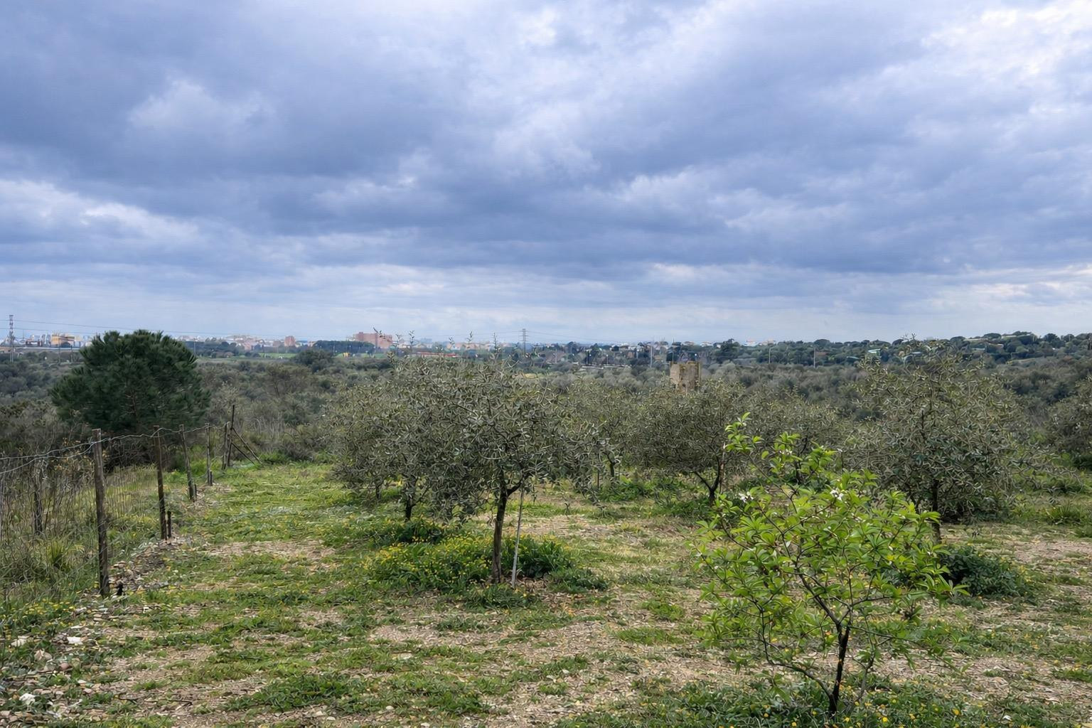 Terreno vallado de 702 m2 con 30 olivos de calidad y múltipl - foto 5