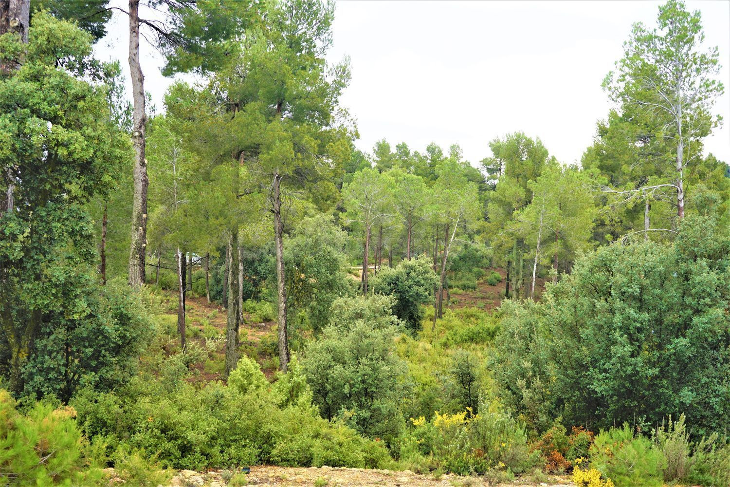 Terreno rural 488m² en venta - Urbanizacion hontanar - foto 3