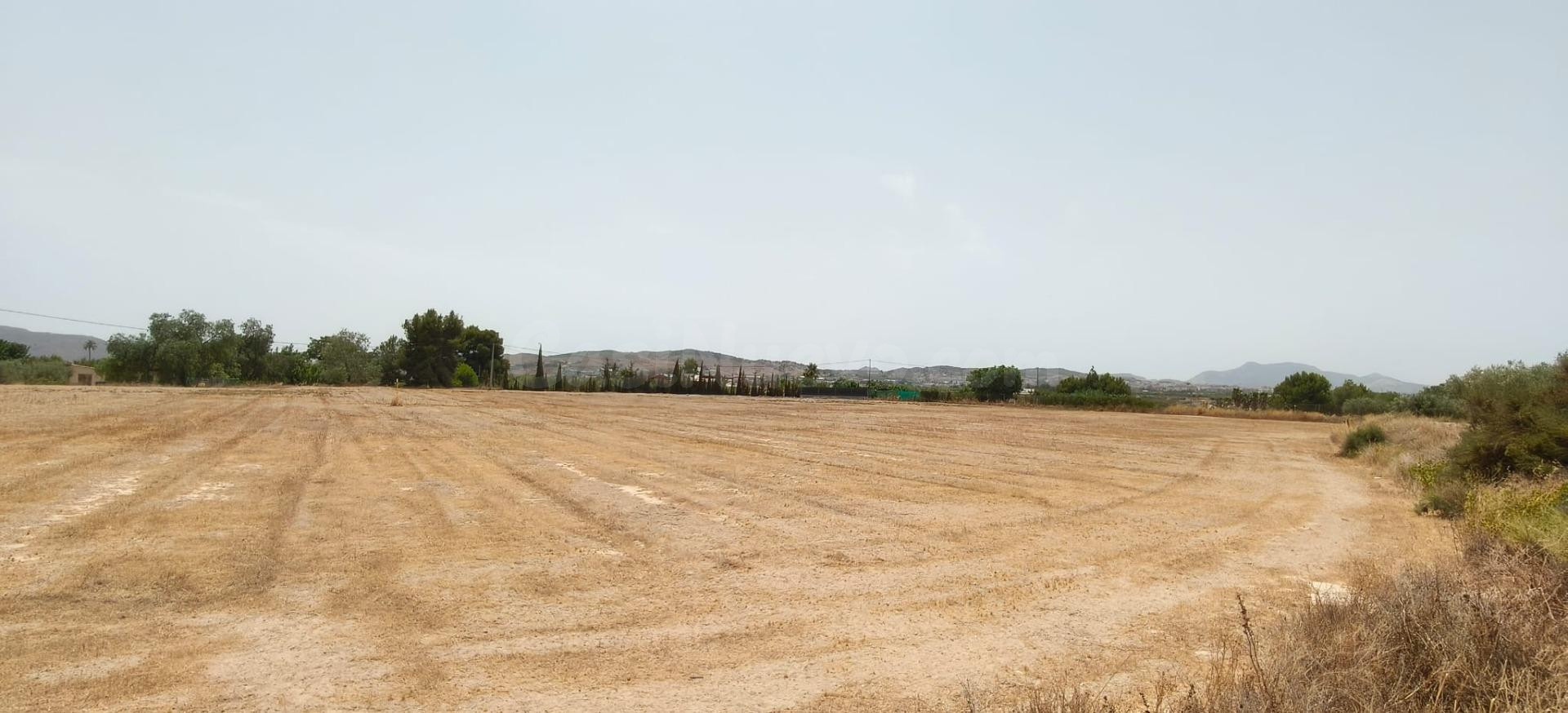 PARCELA RUSTICA PARA CONSTRUIR EN NOVELDA - foto 4