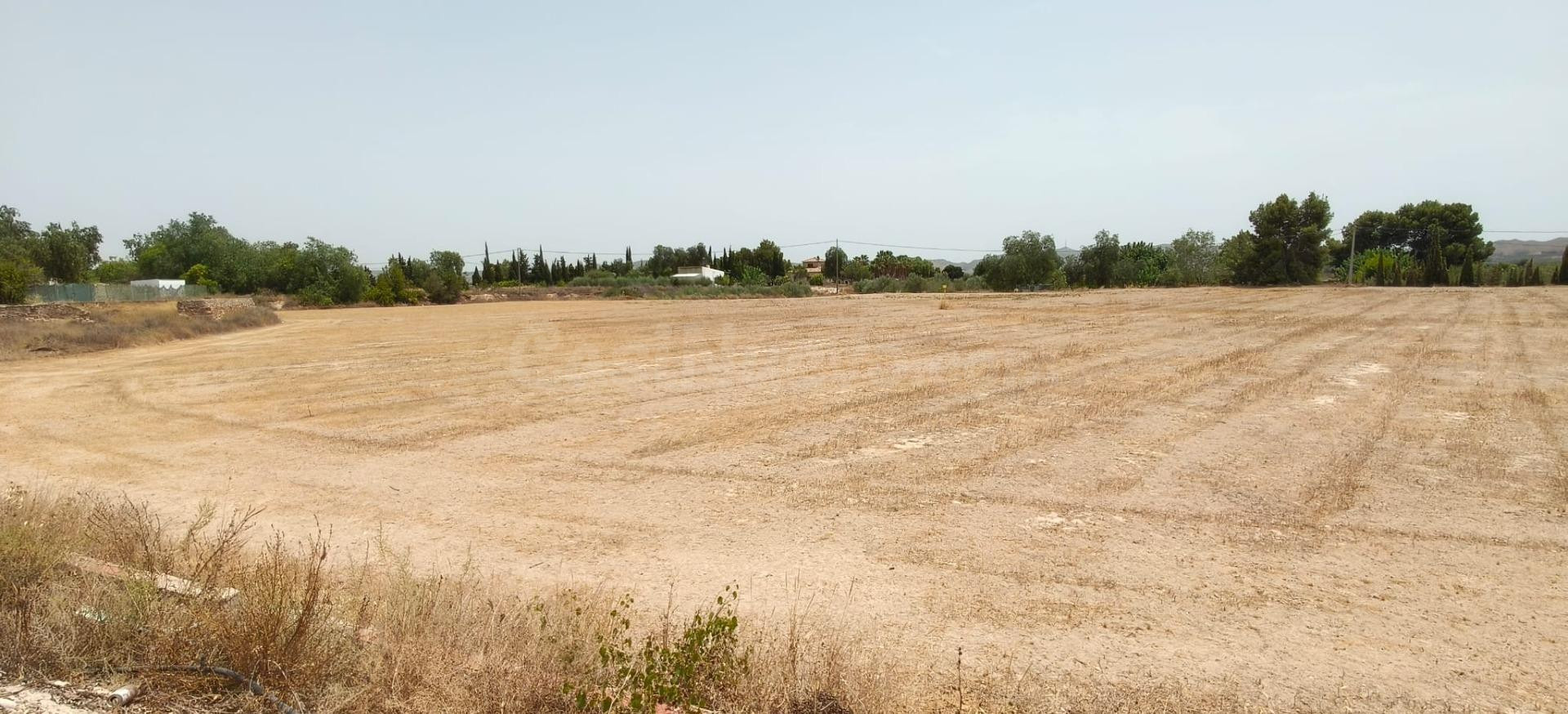 PARCELA RUSTICA PARA CONSTRUIR EN NOVELDA - foto 5