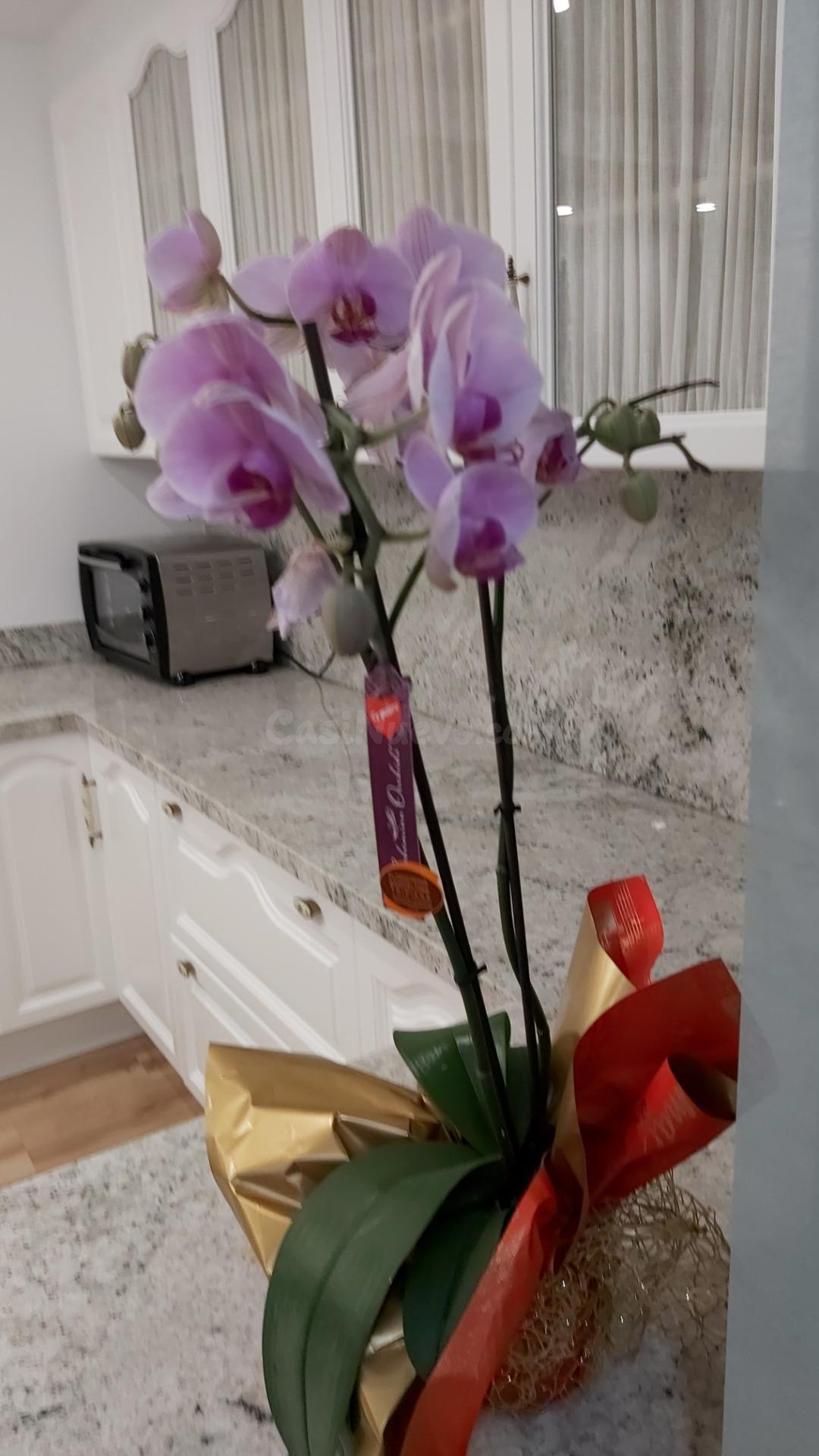 VENTA DE PISO REFORMADO EN ELCHE CAMINO DE LOS MAGROS - foto 3