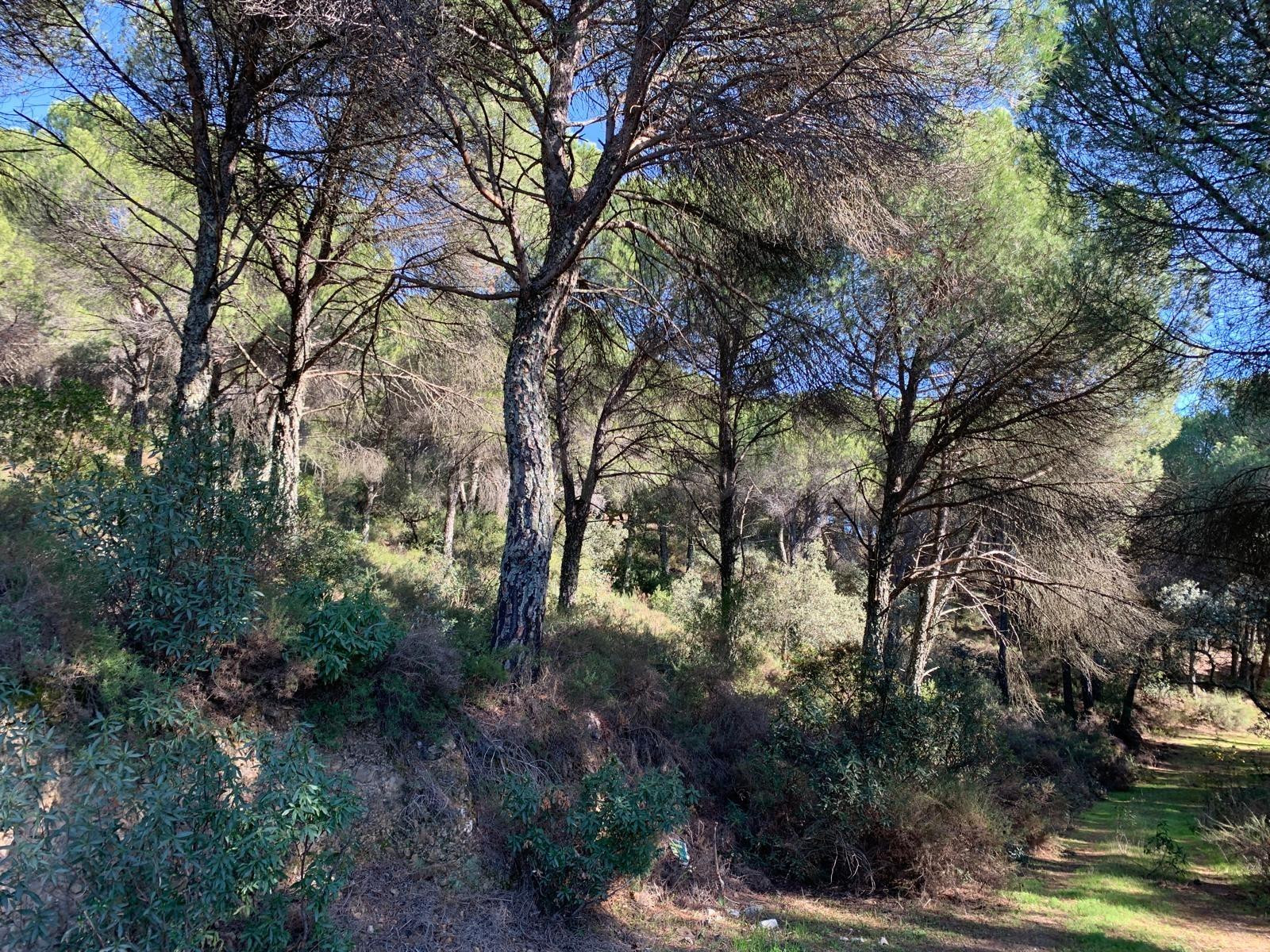 VENTA DE TERRENO AGRÍCOLA EN SIETE FINCAS – CÓRDOBA