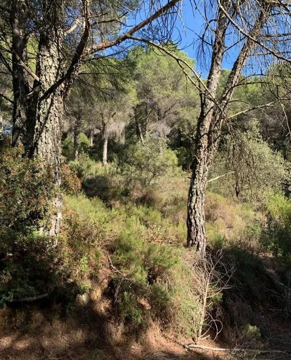 VENTA DE TERRENO AGRÍCOLA EN SIETE FINCAS – CÓRDOBA - foto 3