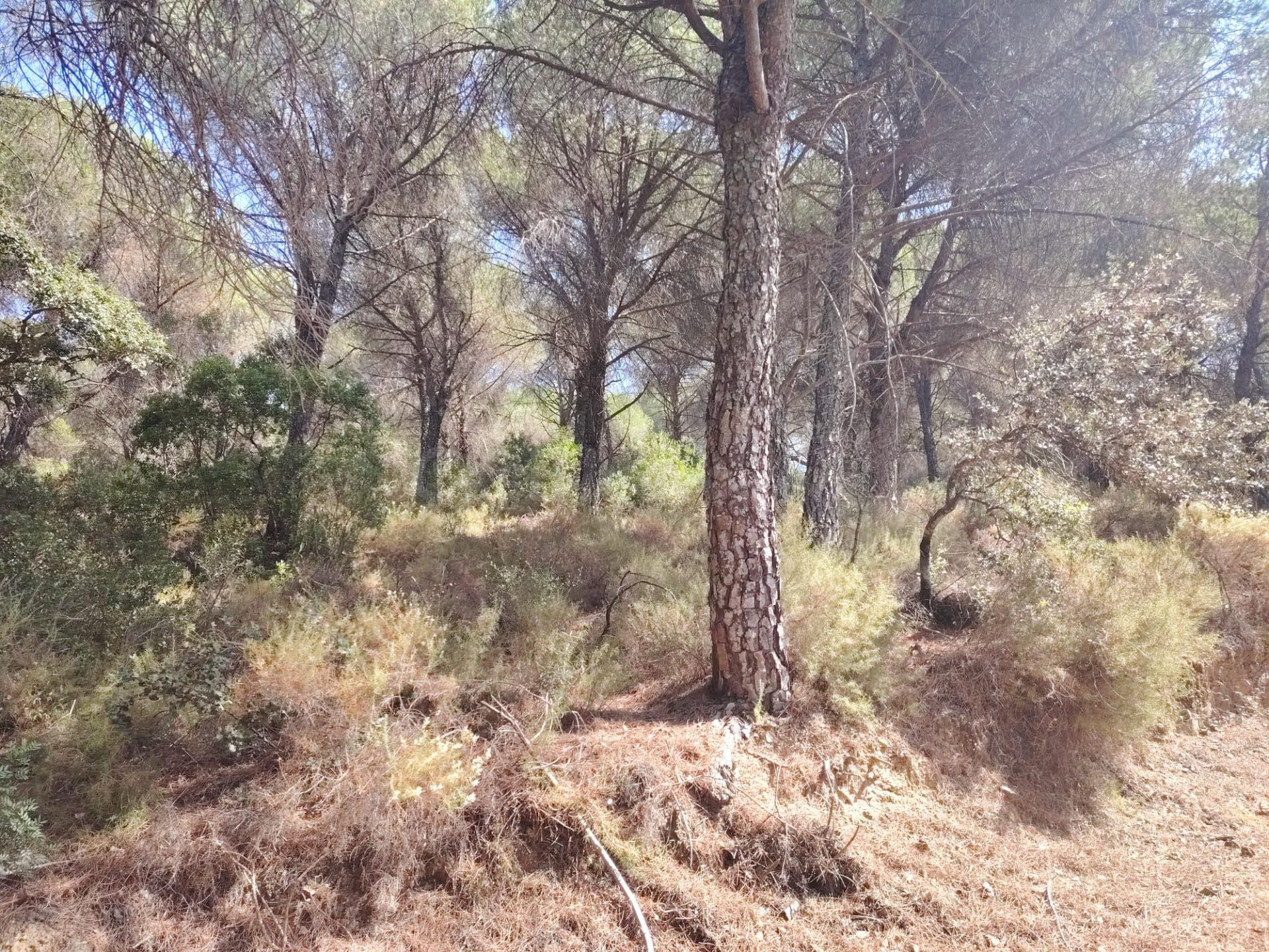 VENTA DE TERRENO AGRÍCOLA EN SIETE FINCAS – CÓRDOBA - foto 4