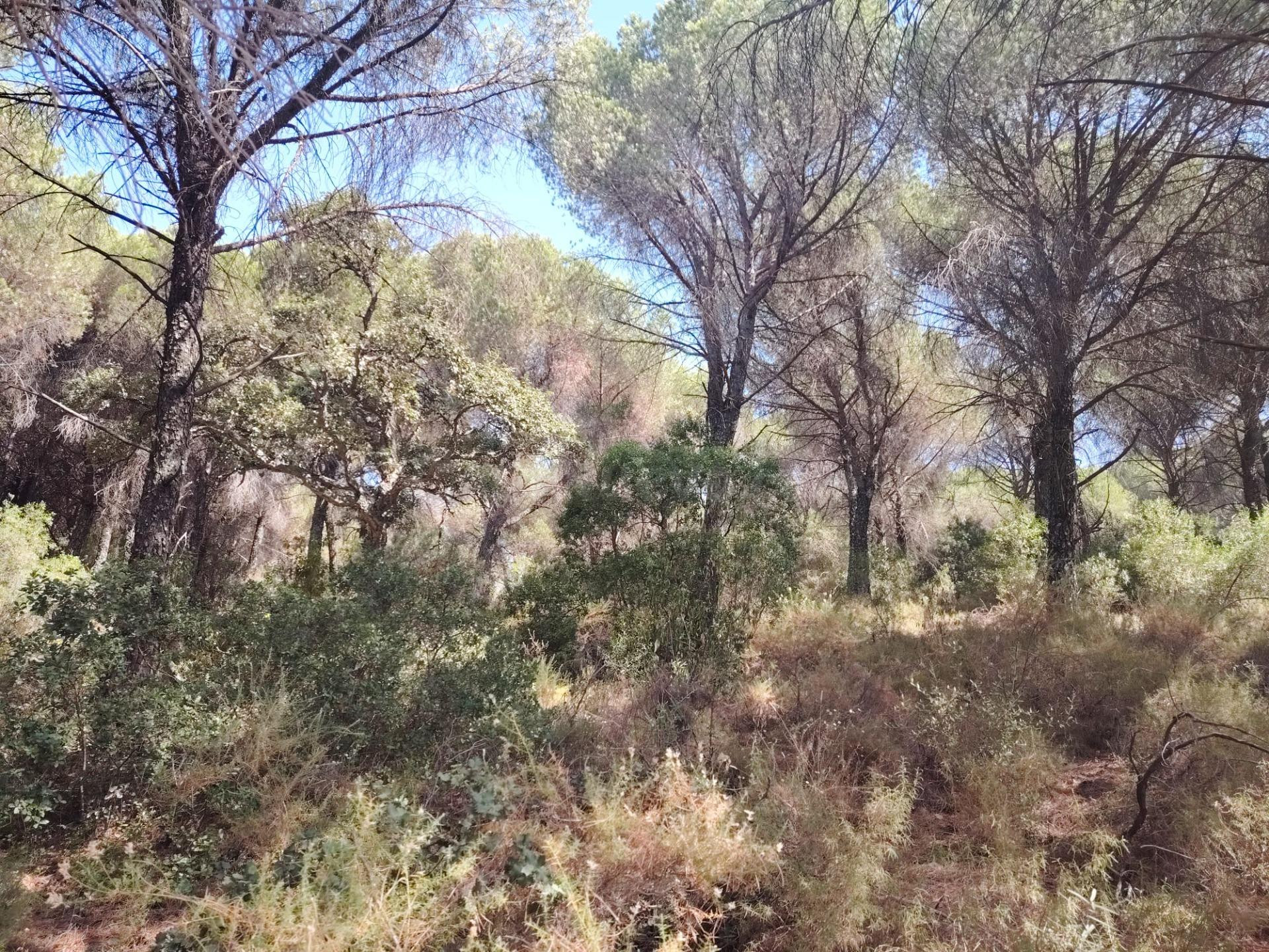 VENTA DE TERRENO AGRÍCOLA EN SIETE FINCAS – CÓRDOBA - foto 5