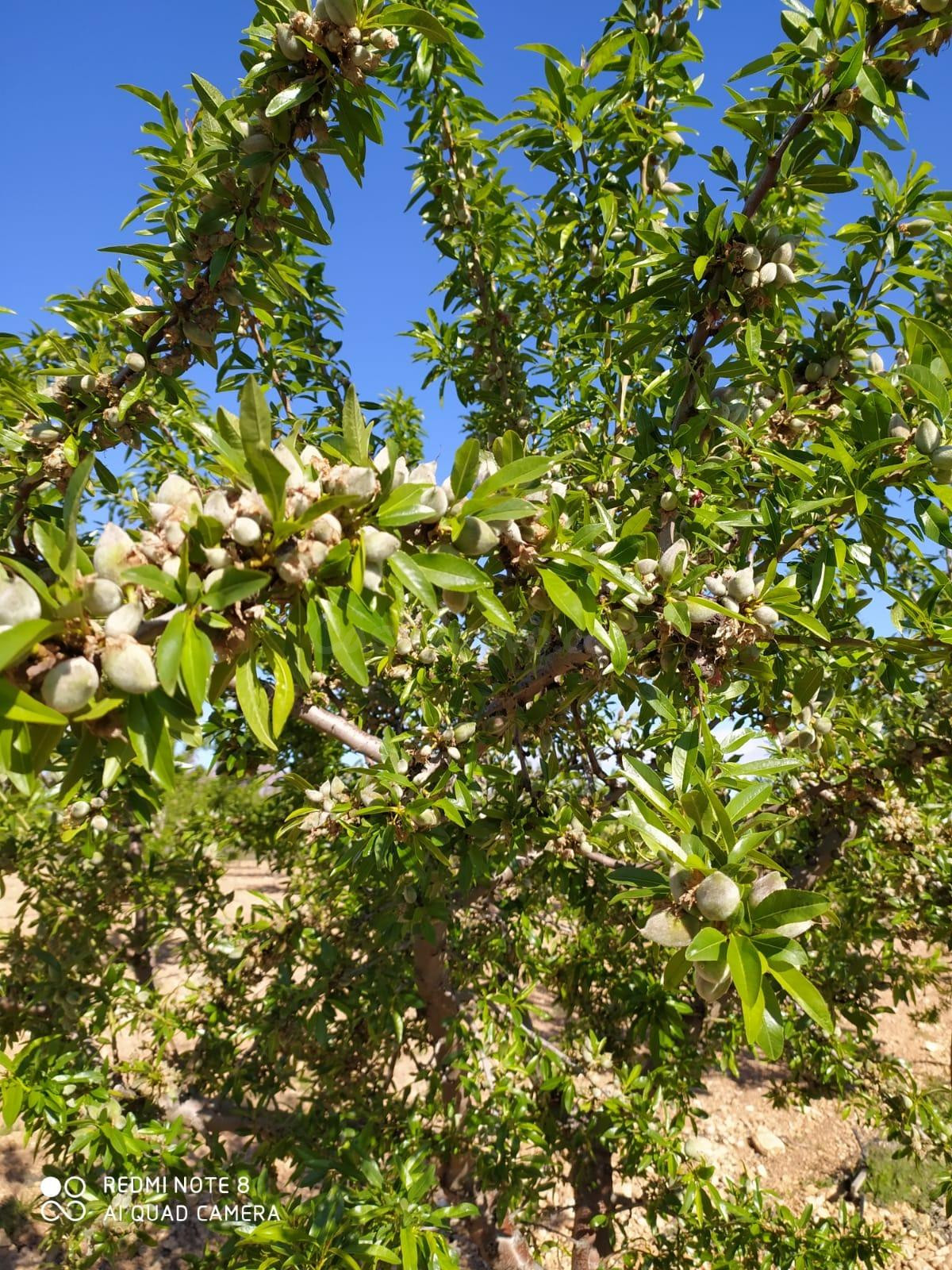 FINCA DE 15,8 HA. DE ALMENDROS Y PAULONIAS CON NAVE EN YECLA