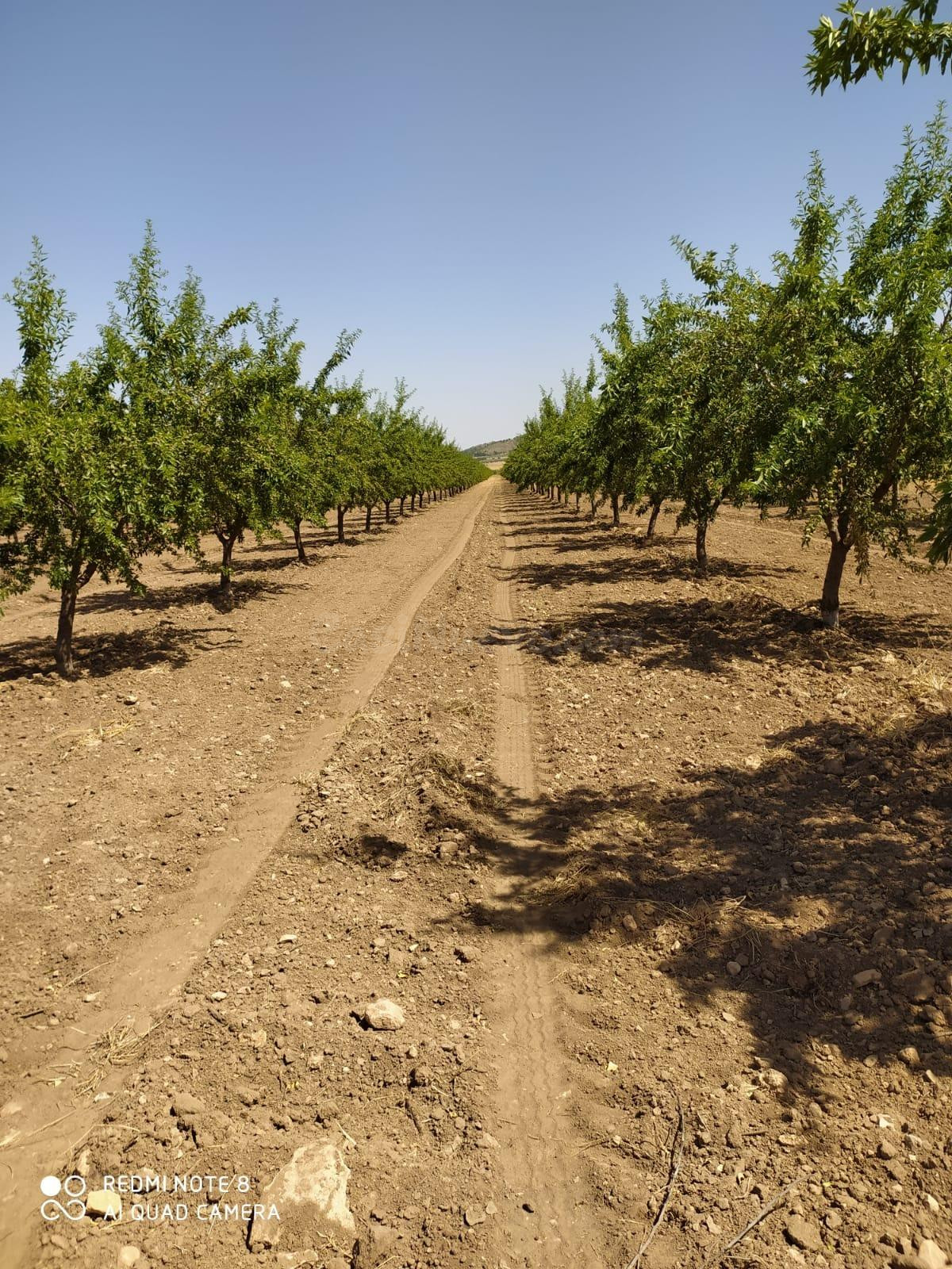 FINCA DE 15,8 HA. DE ALMENDROS Y PAULONIAS CON NAVE EN YECLA - foto 2