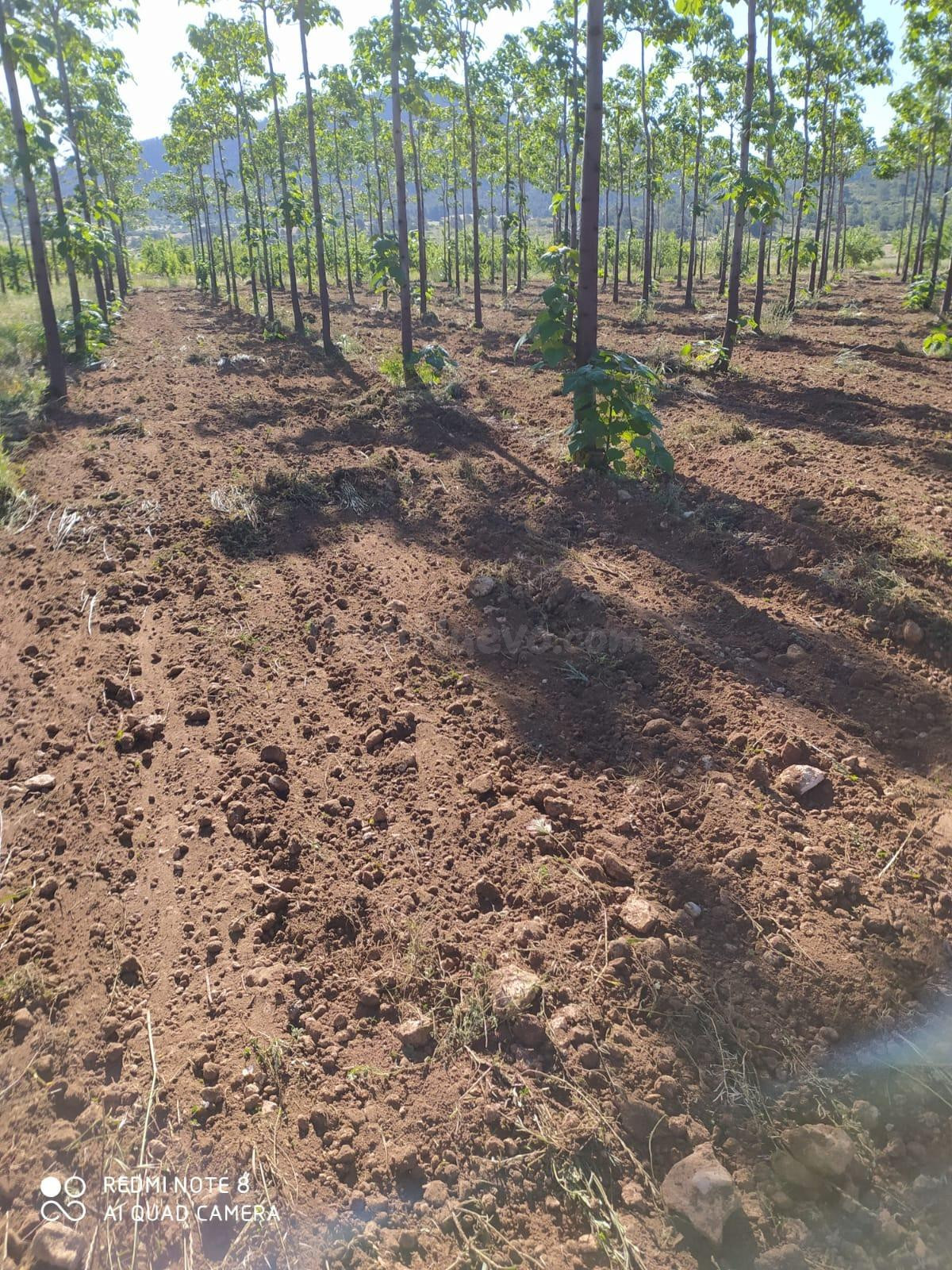 FINCA DE 15,8 HA. DE ALMENDROS Y PAULONIAS CON NAVE EN YECLA - foto 4