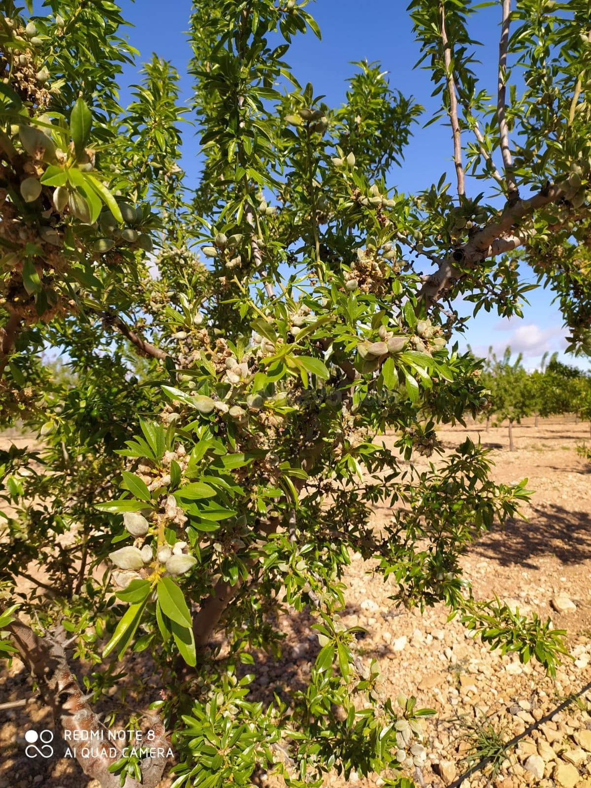 FINCA DE 15,8 HA. DE ALMENDROS Y PAULONIAS CON NAVE EN YECLA - foto 5