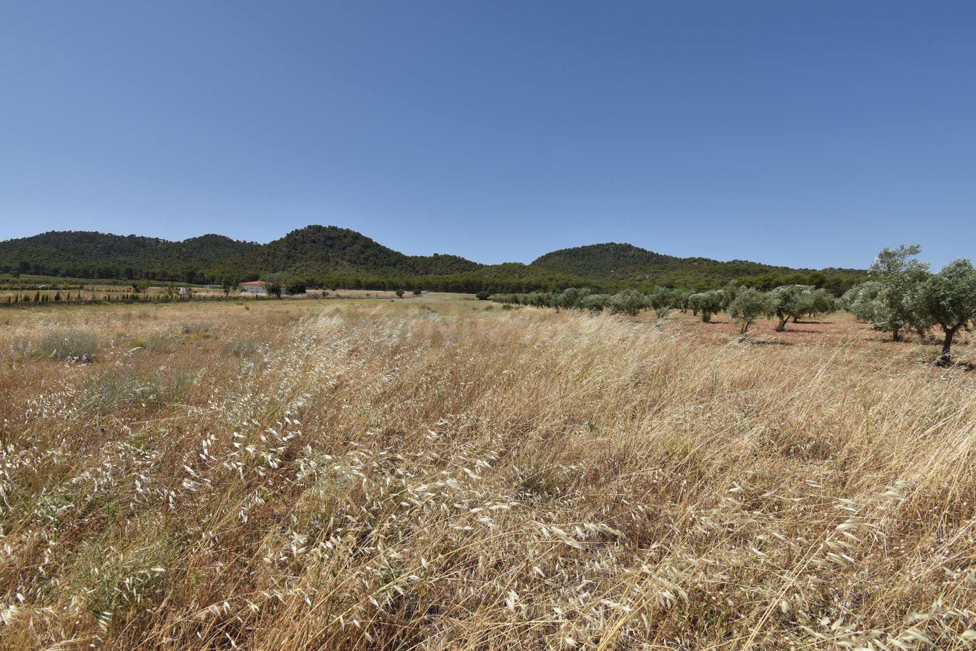 Finca de 27.715 metros a escasos metros del Cajiz de San Gregorio