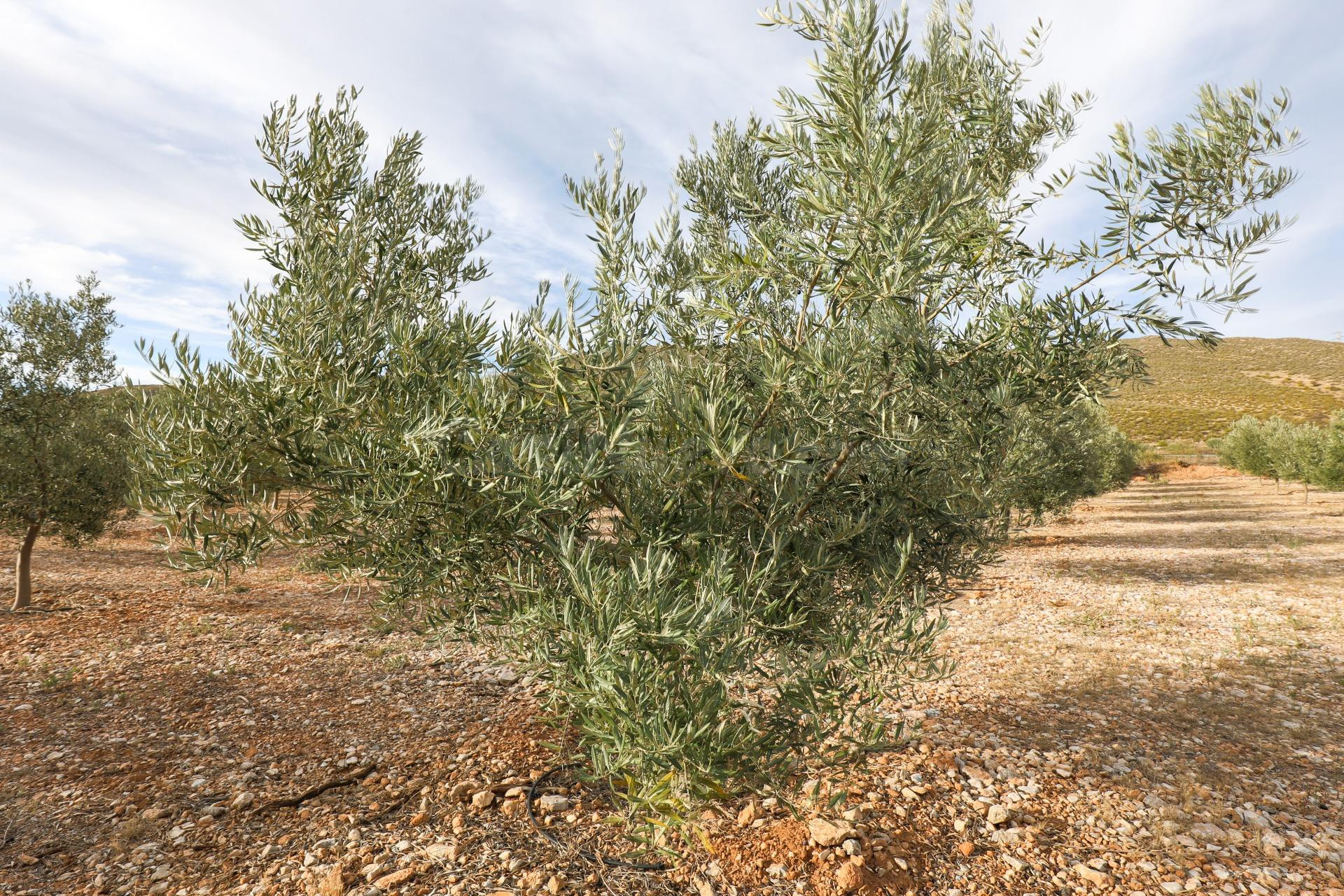Inmejorable finca de Olivos de primera calidad en Villamena (Cozvijar), más de 3.300 olivos