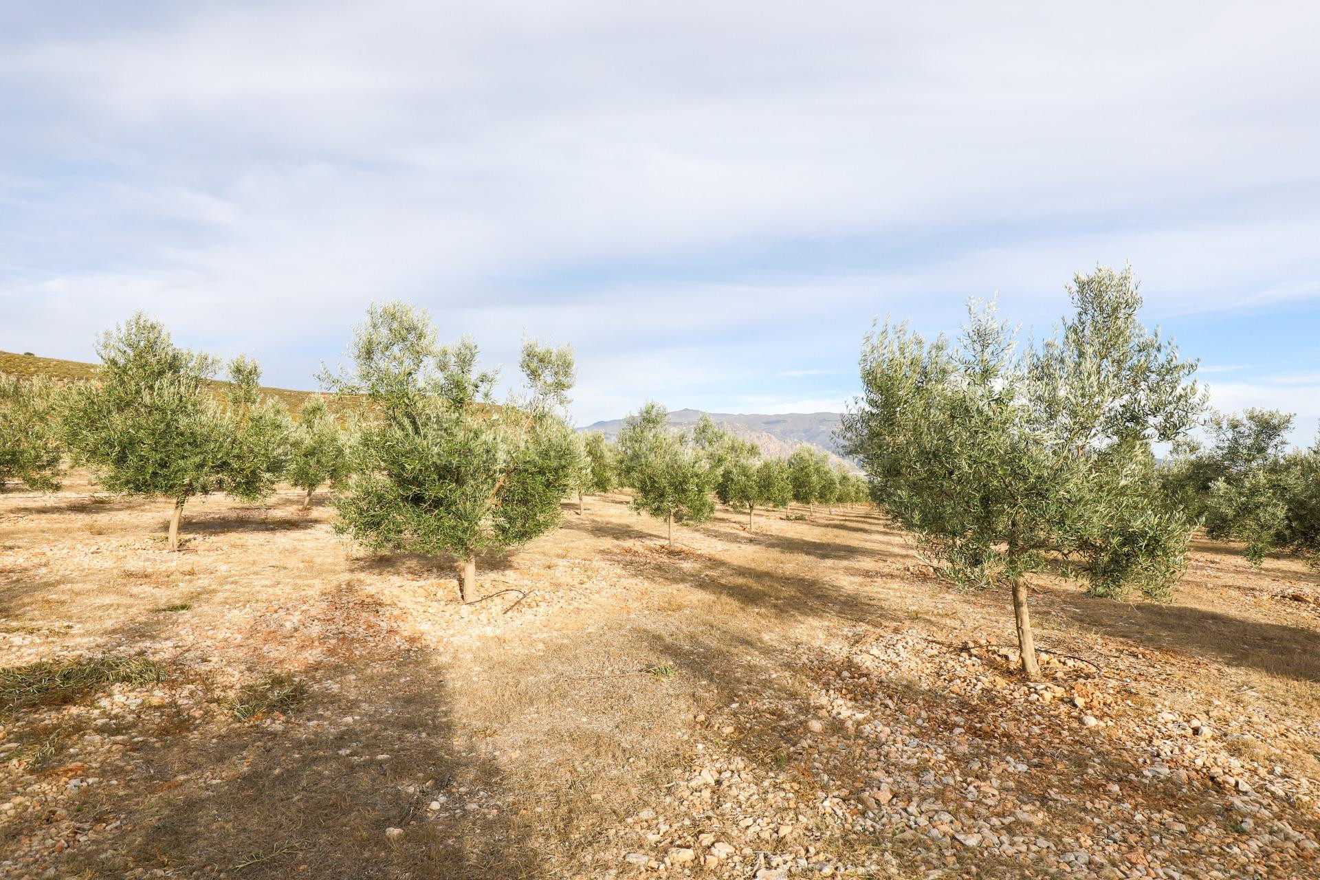 Inmejorable finca de Olivos de primera calidad en Villamena  - foto 4