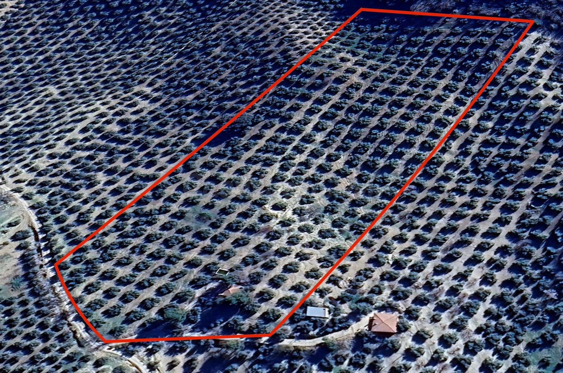 FINCA DE OLIVOS EN MONTEFRÍO