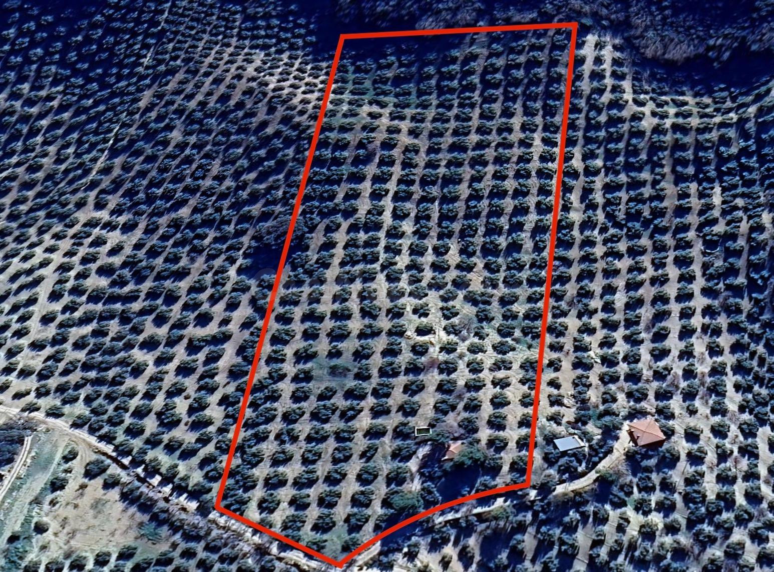 FINCA DE OLIVOS EN MONTEFRÍO - foto 2