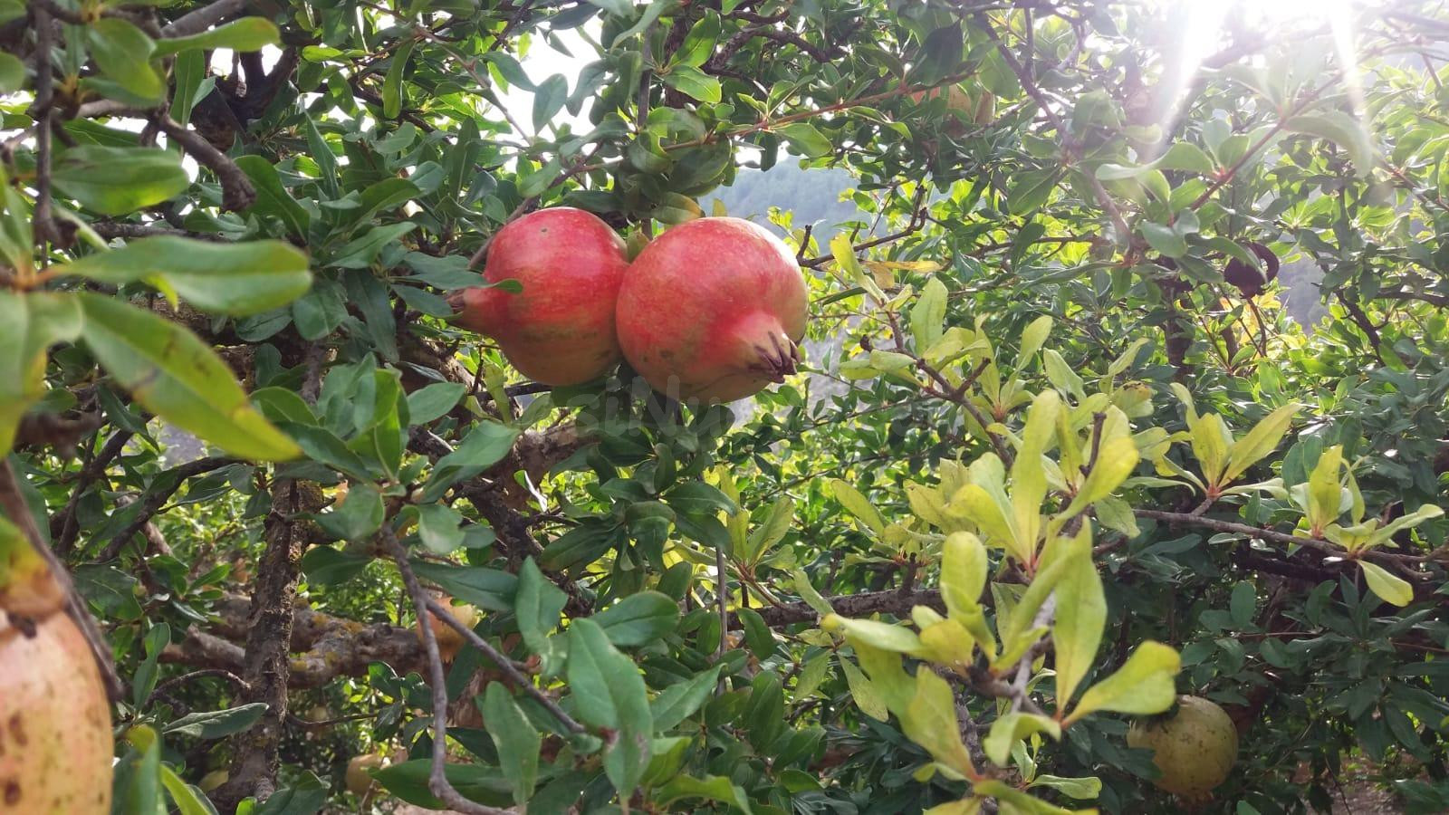 Oportunidad única en Cónchar: El corazón del Valle de Lecrín - foto 4