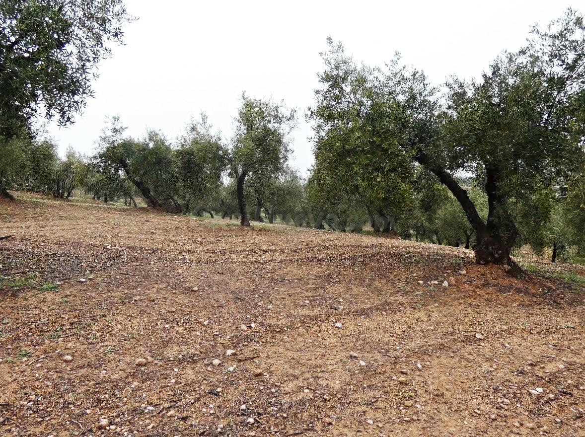 Finca rústica en Peligros – Excelente ubicación y acceso - foto 2