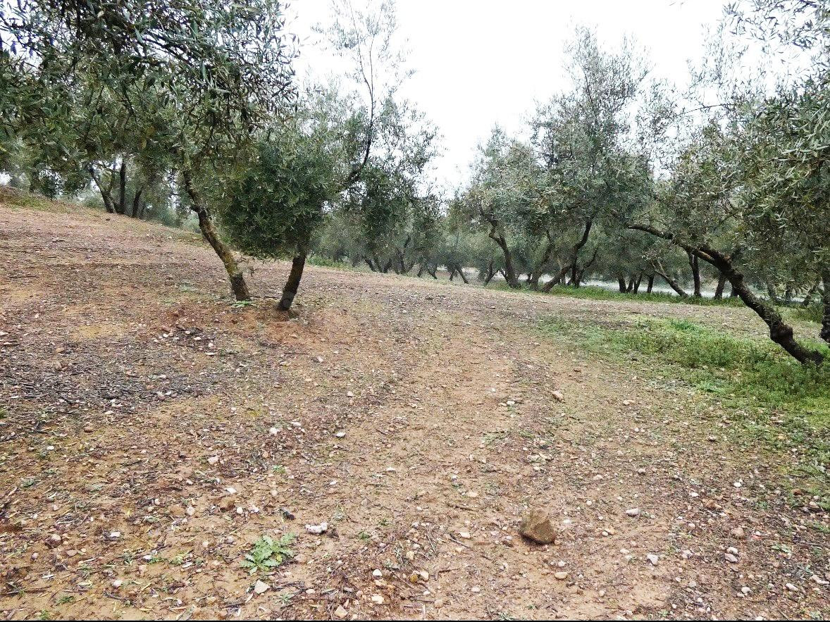 Finca rústica en Peligros – Excelente ubicación y acceso - foto 3