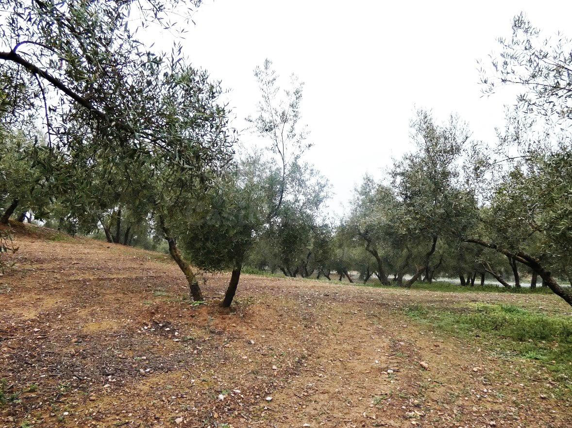 Finca rústica en Peligros – Excelente ubicación y acceso - foto 4