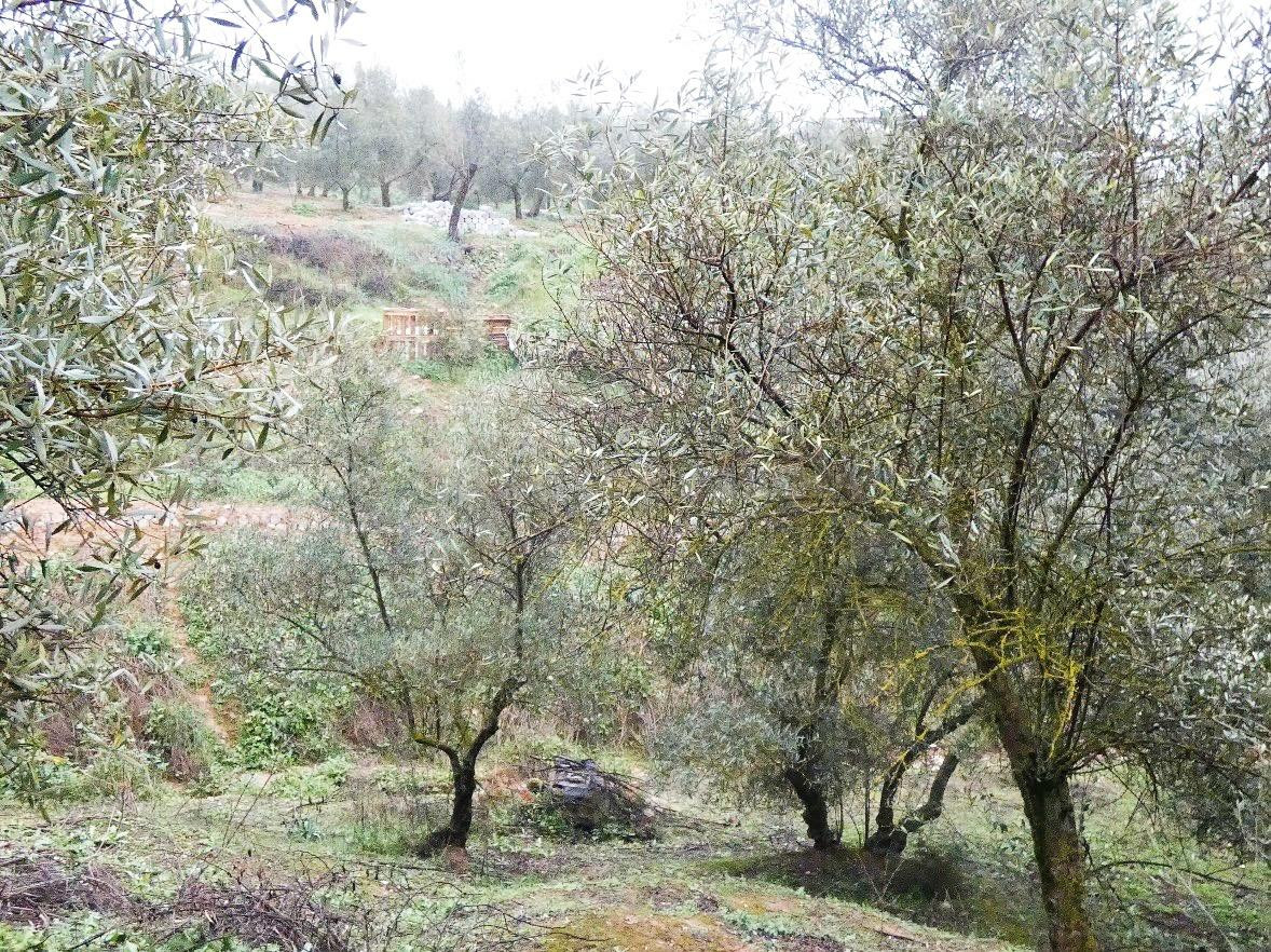 Finca rústica en Peligros – Excelente ubicación y acceso - foto 5