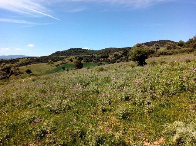 Finca en venta en Casares | CABANILLAS REAL ESTATE