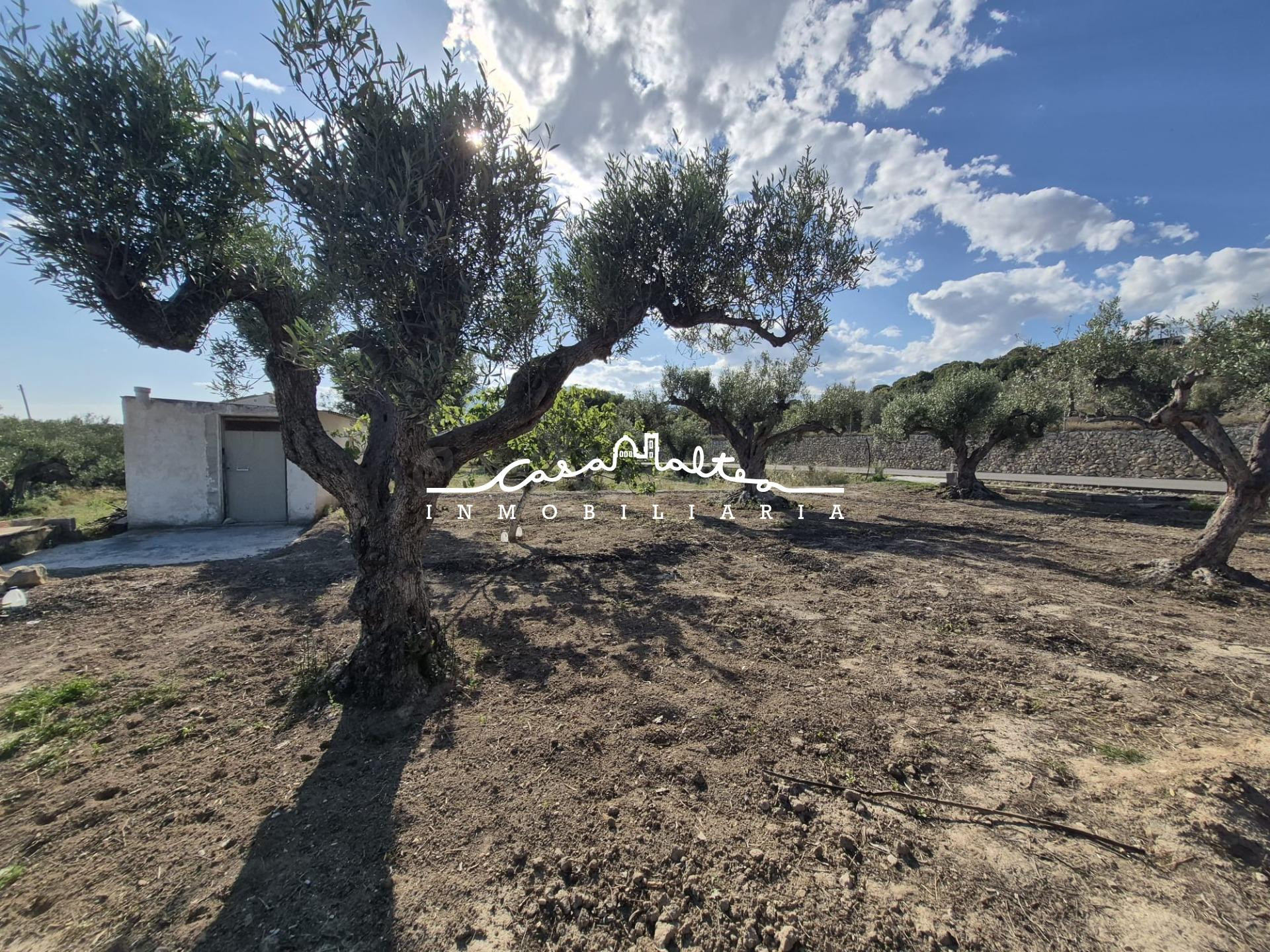 PARCELA RURAL CERCA DE SERVICIOS - foto 4