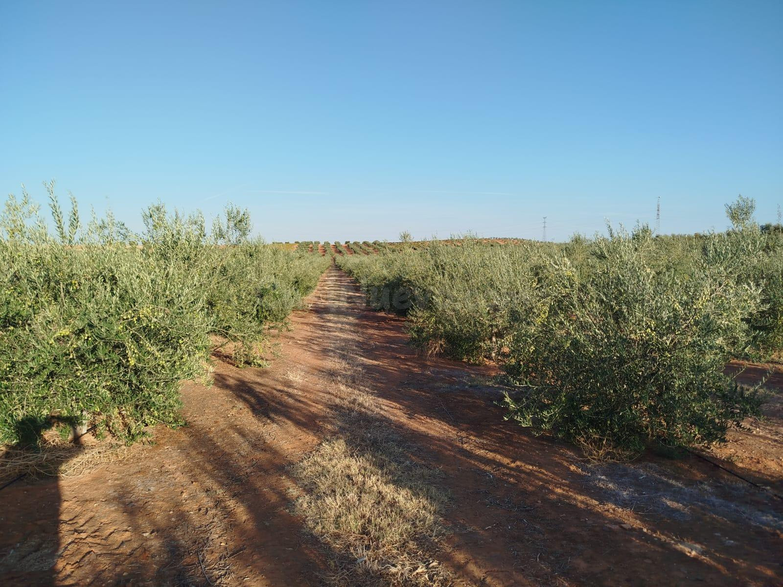 Finca rústica de olivar carrasqueña de regadío con placas so