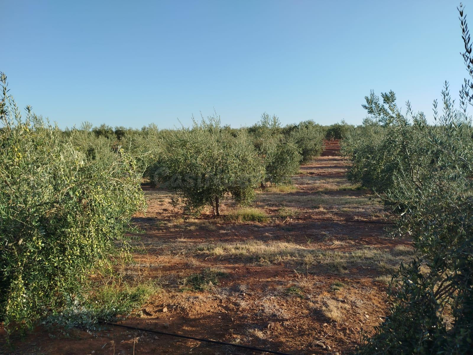 Finca rústica de olivar carrasqueña de regadío con placas so - foto 4