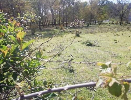 PARCELA AMOEIRO - foto 2