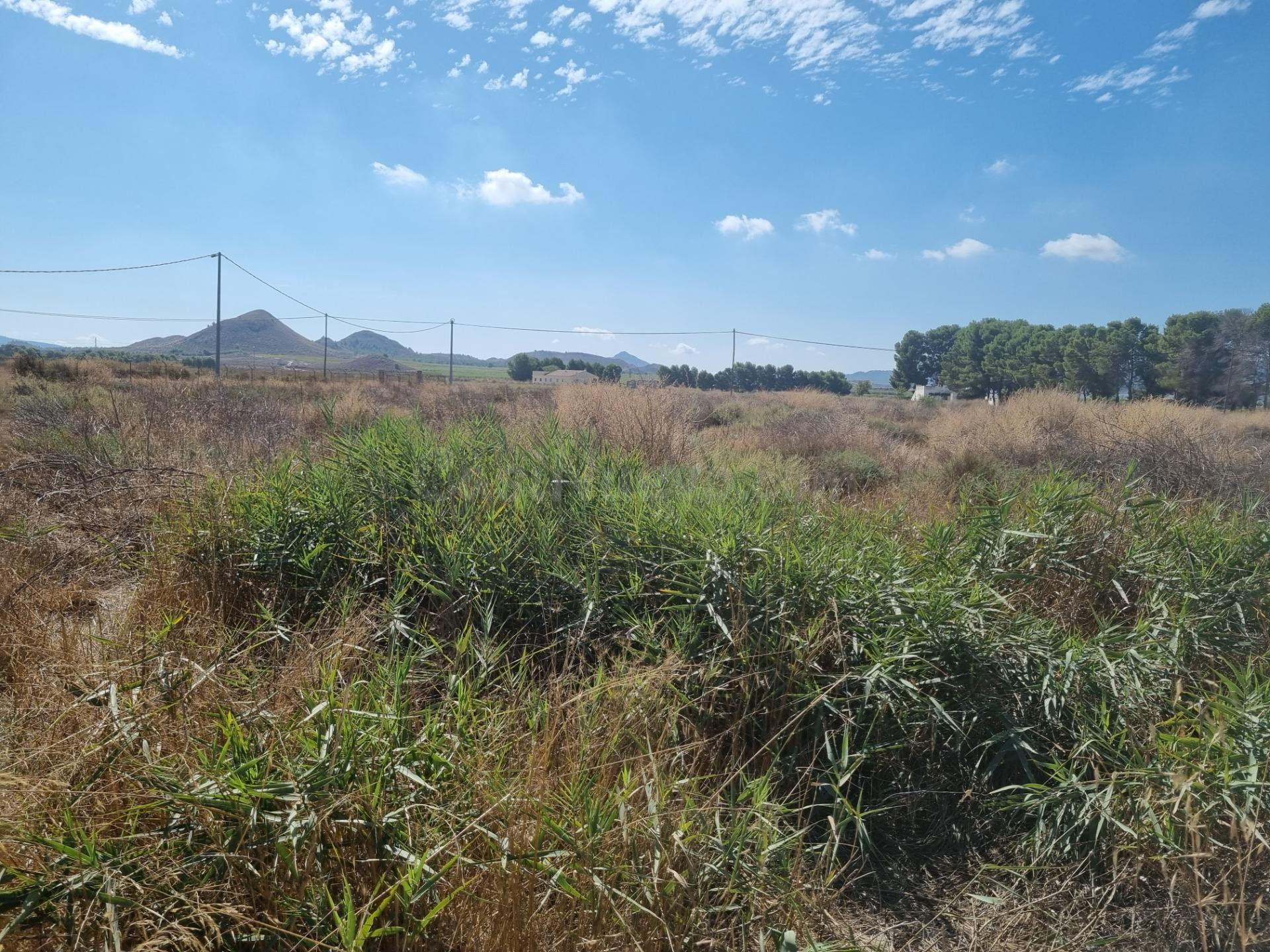 SE VENDE PARCELA RUSTICA EN VILLENA (ALICANTE) - foto 2